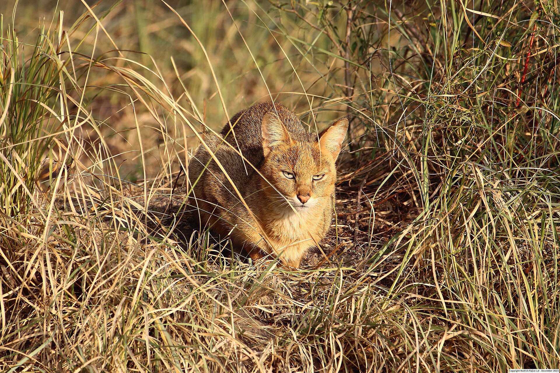 Jungle Cat, Felis chaus
