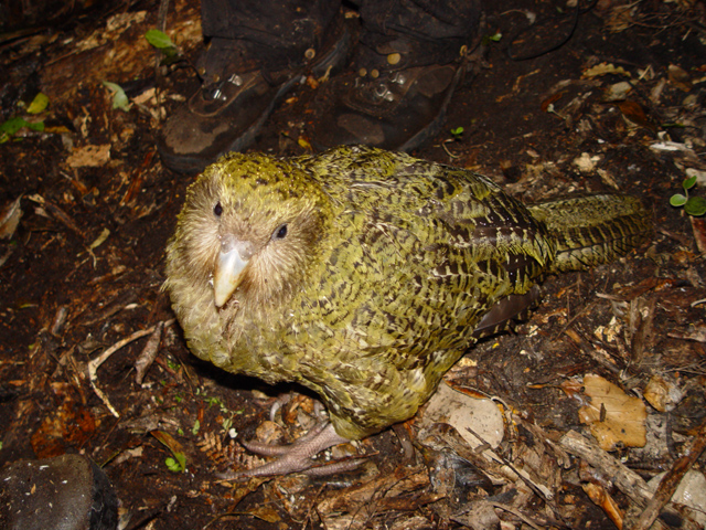 Kākāpō in native New Zealand forest habitat