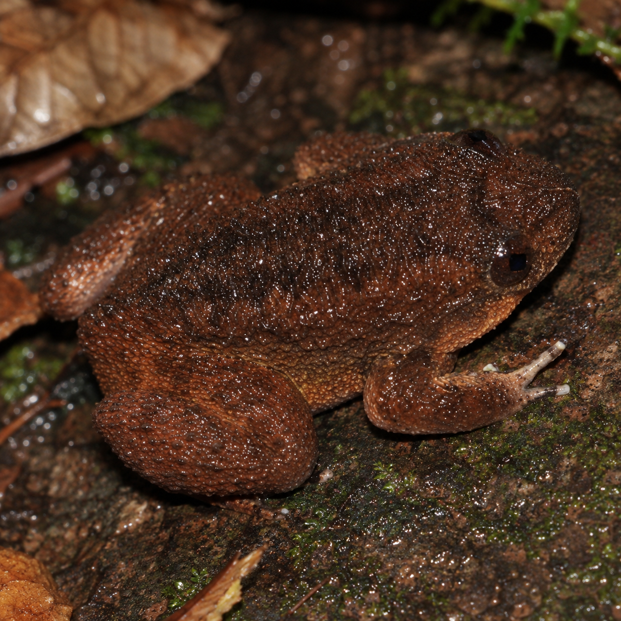 AI-generated reconstruction of a Kali Night Frog in moist Western Ghats forest-floor habitat