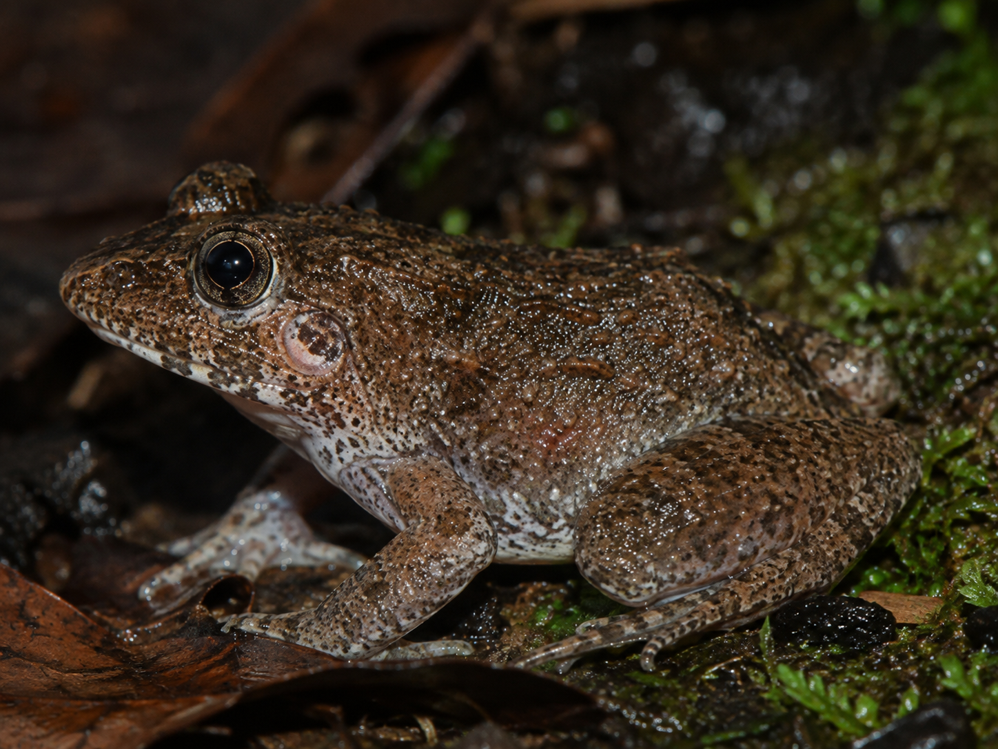 AI-generated reconstruction of a Kalinga Cricket Frog in moist forest-floor habitat