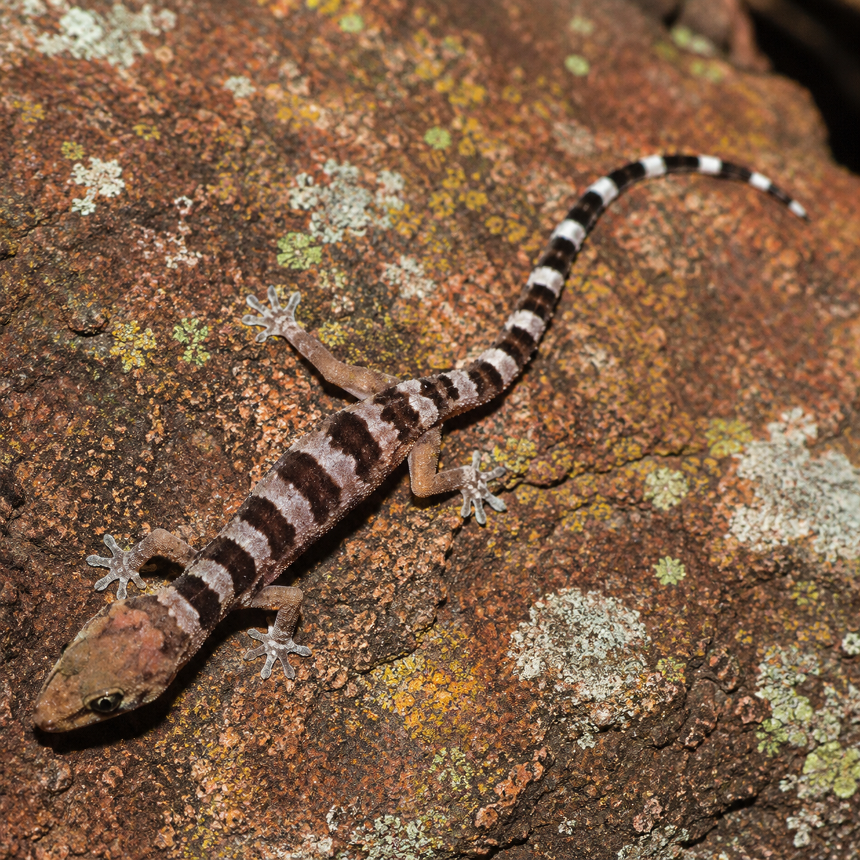 AI-generated reconstruction of a Kalinga Rock Gecko on a lichen-covered rocky surface