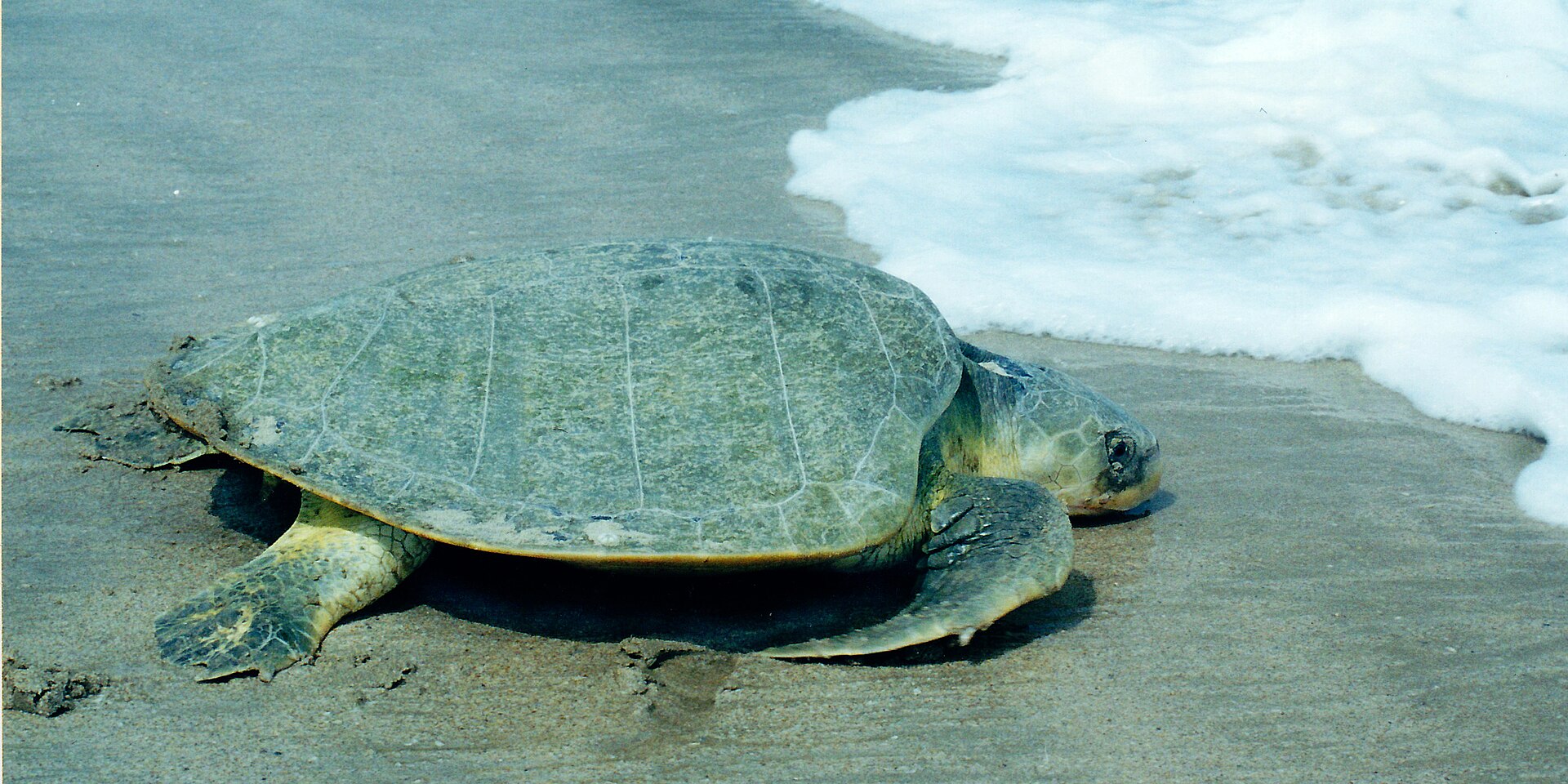 Kemp's Ridley Sea Turtle, Lepidochelys kempii