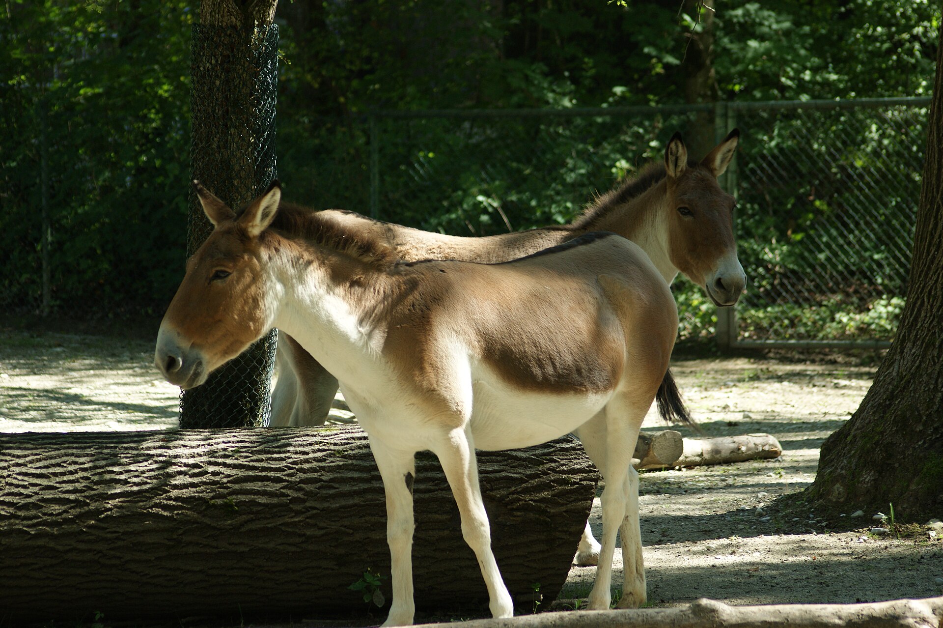 Kiang in high-altitude Tibetan plateau habitat