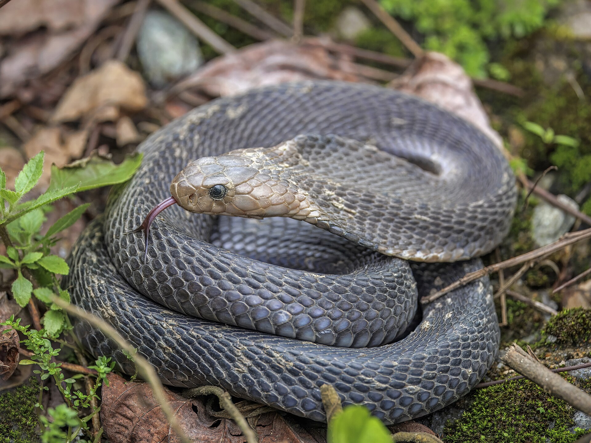 King Cobra with raised forebody in forest habitat
