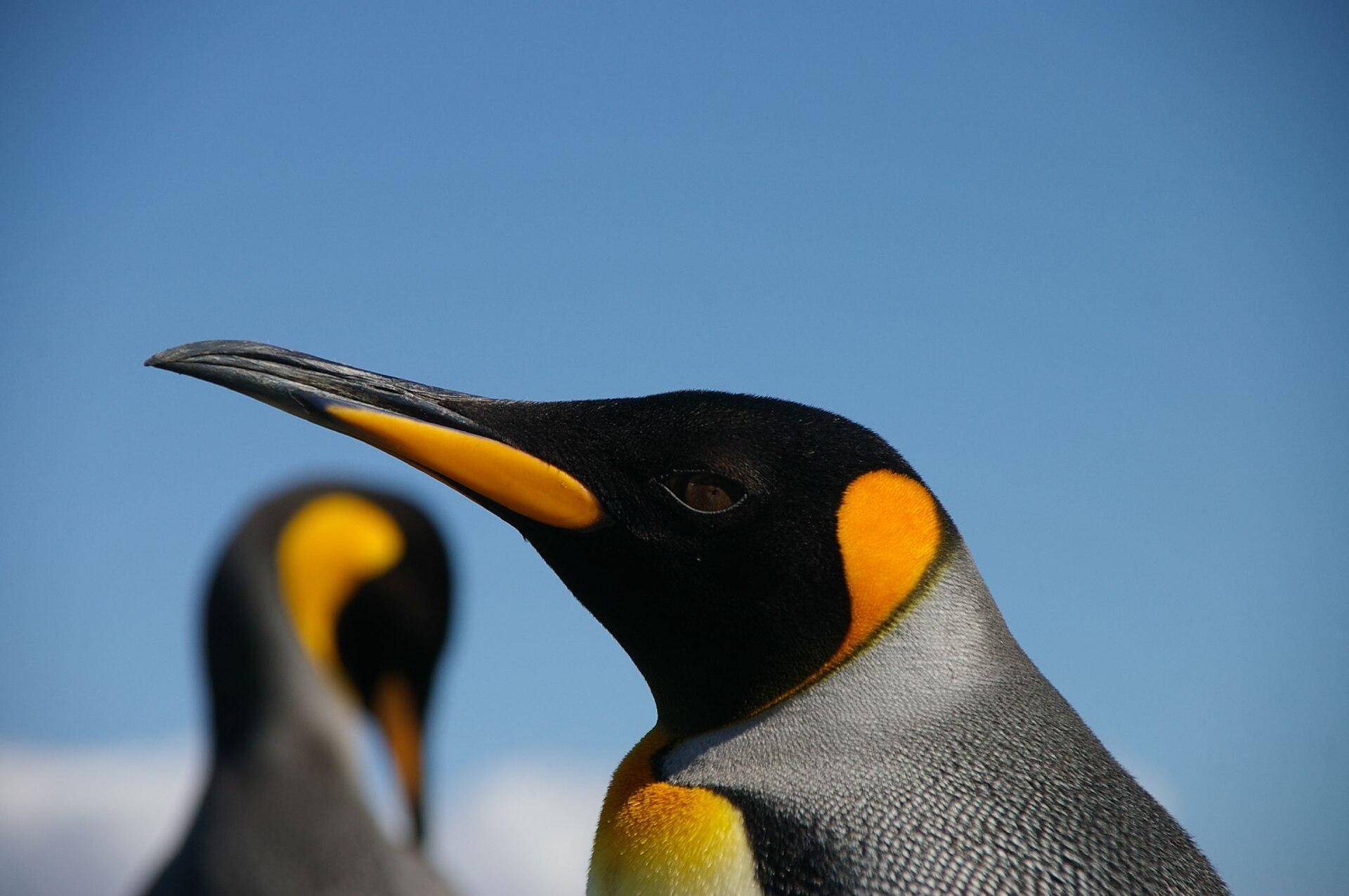 King Penguin showing bright orange ear patches and upper chest