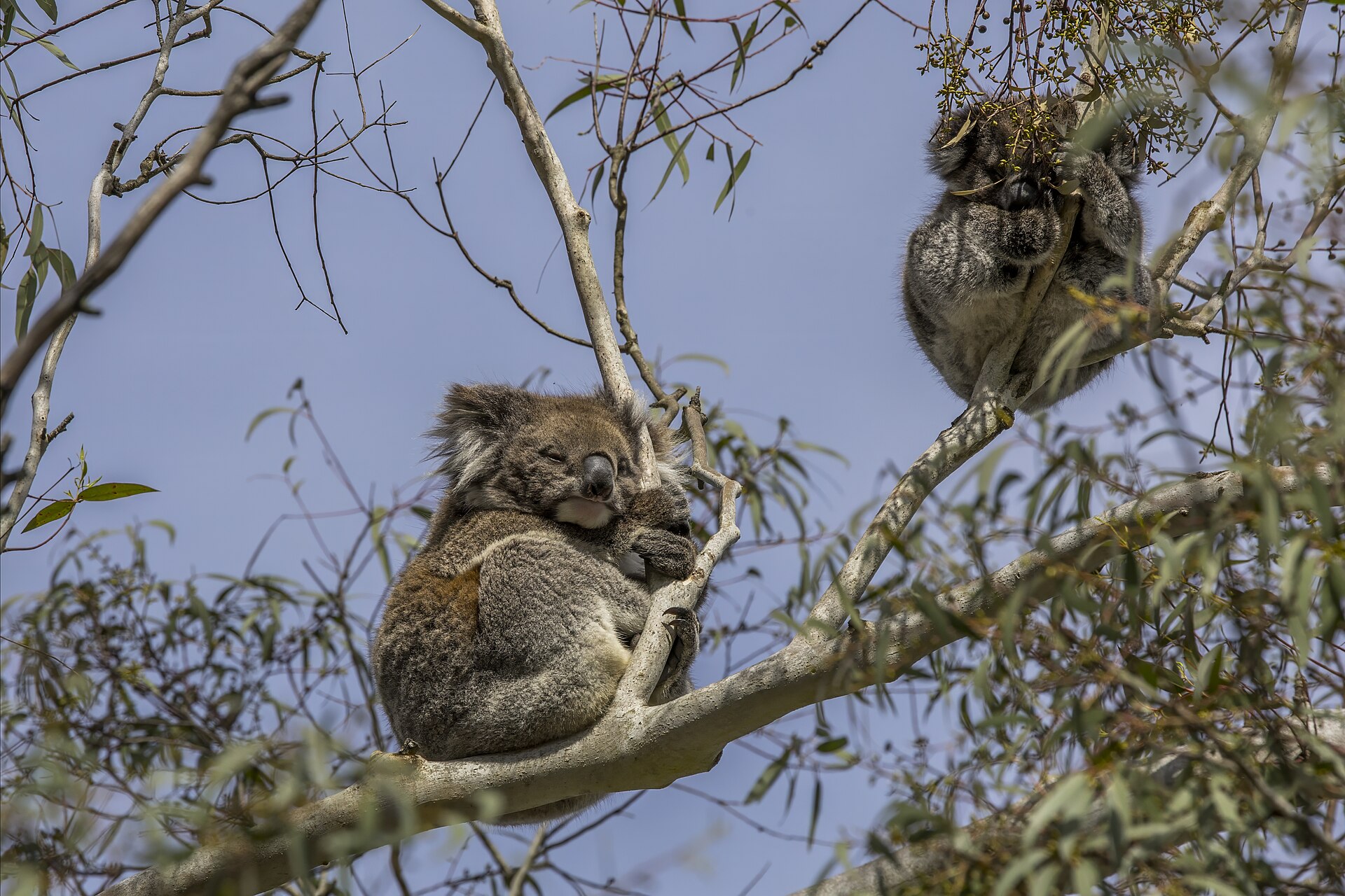 Female Koala with joey, Phascolarctos cinereus
