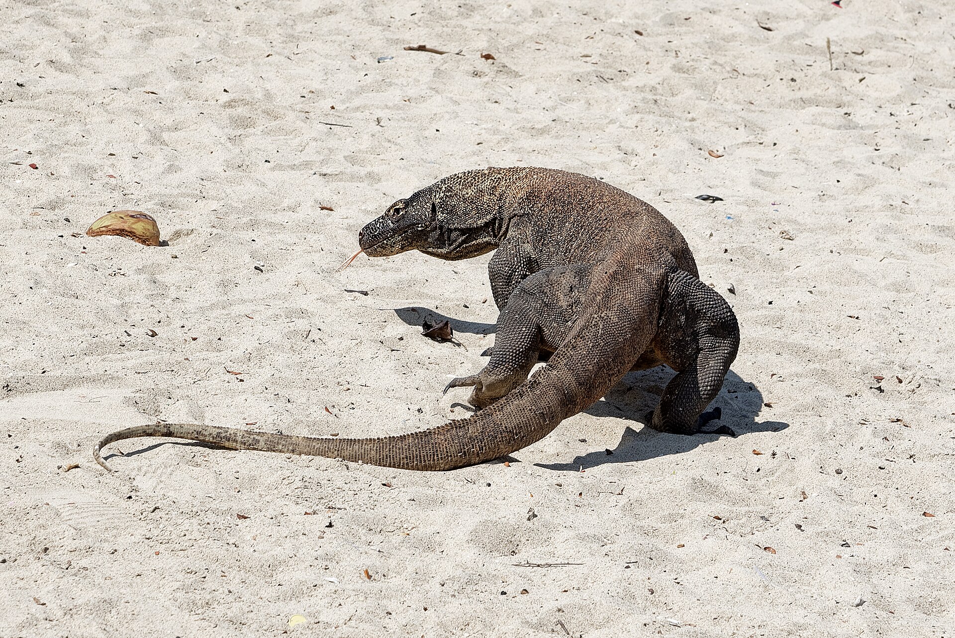 Komodo Dragon in its natural Indonesian island habitat