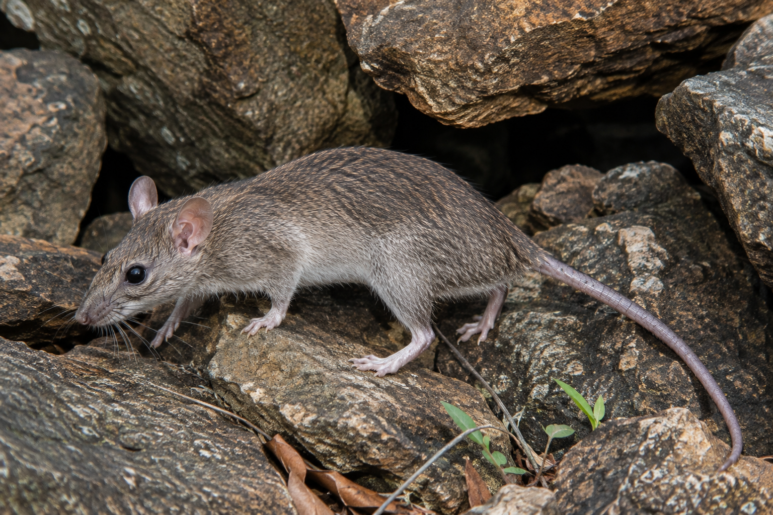 AI-generated Large Rock Rat, Cremnomys elvira