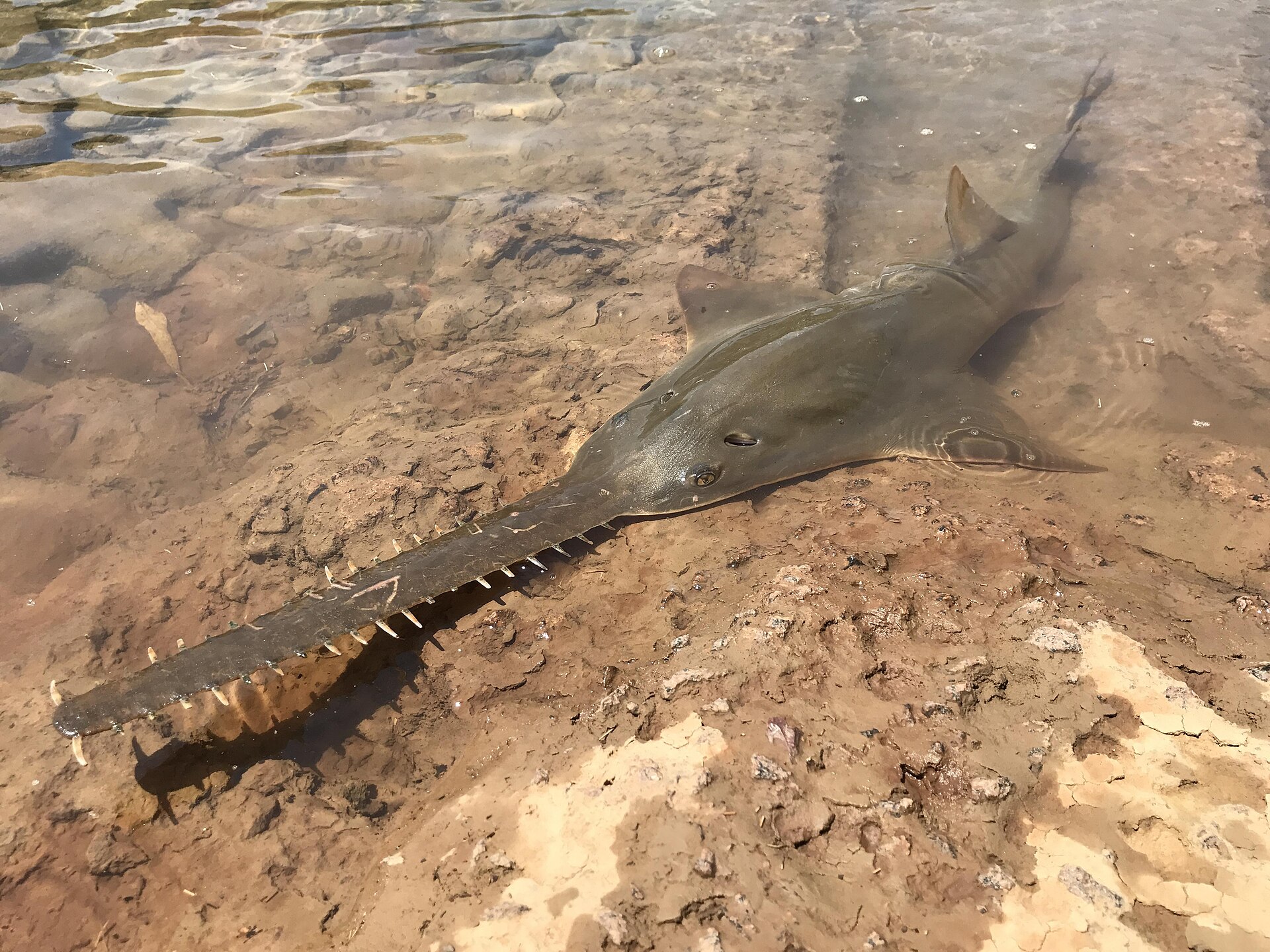 Largetooth Sawfish, Pristis pristis