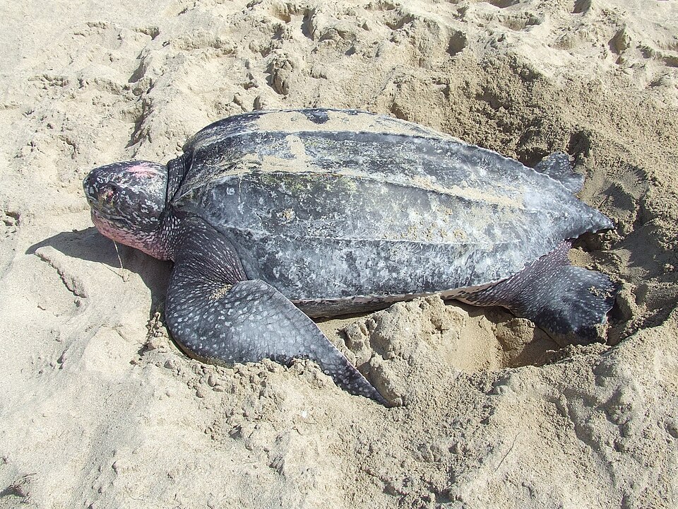 Leatherback Sea Turtle, Dermochelys coriacea, on a beach