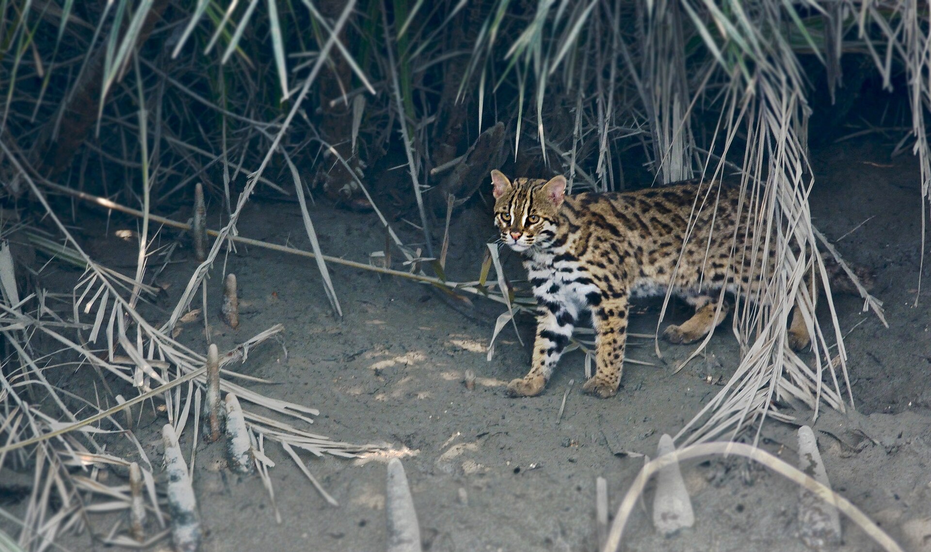 Leopard Cat in India