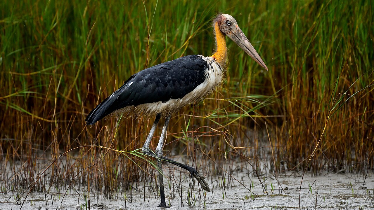 Lesser Adjutant, Leptoptilos javanicus