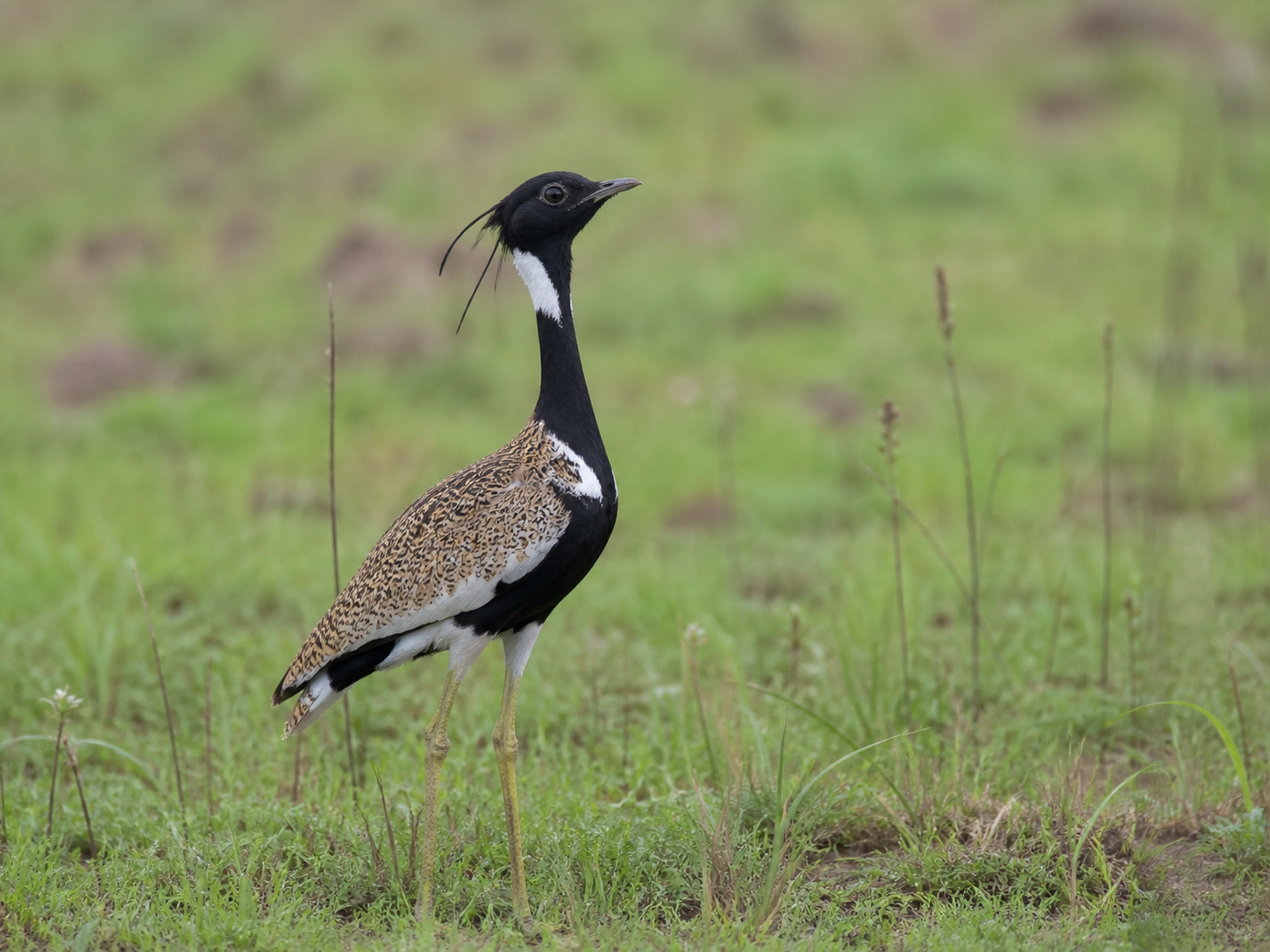 Male Lesser Florican displaying above monsoon grassland