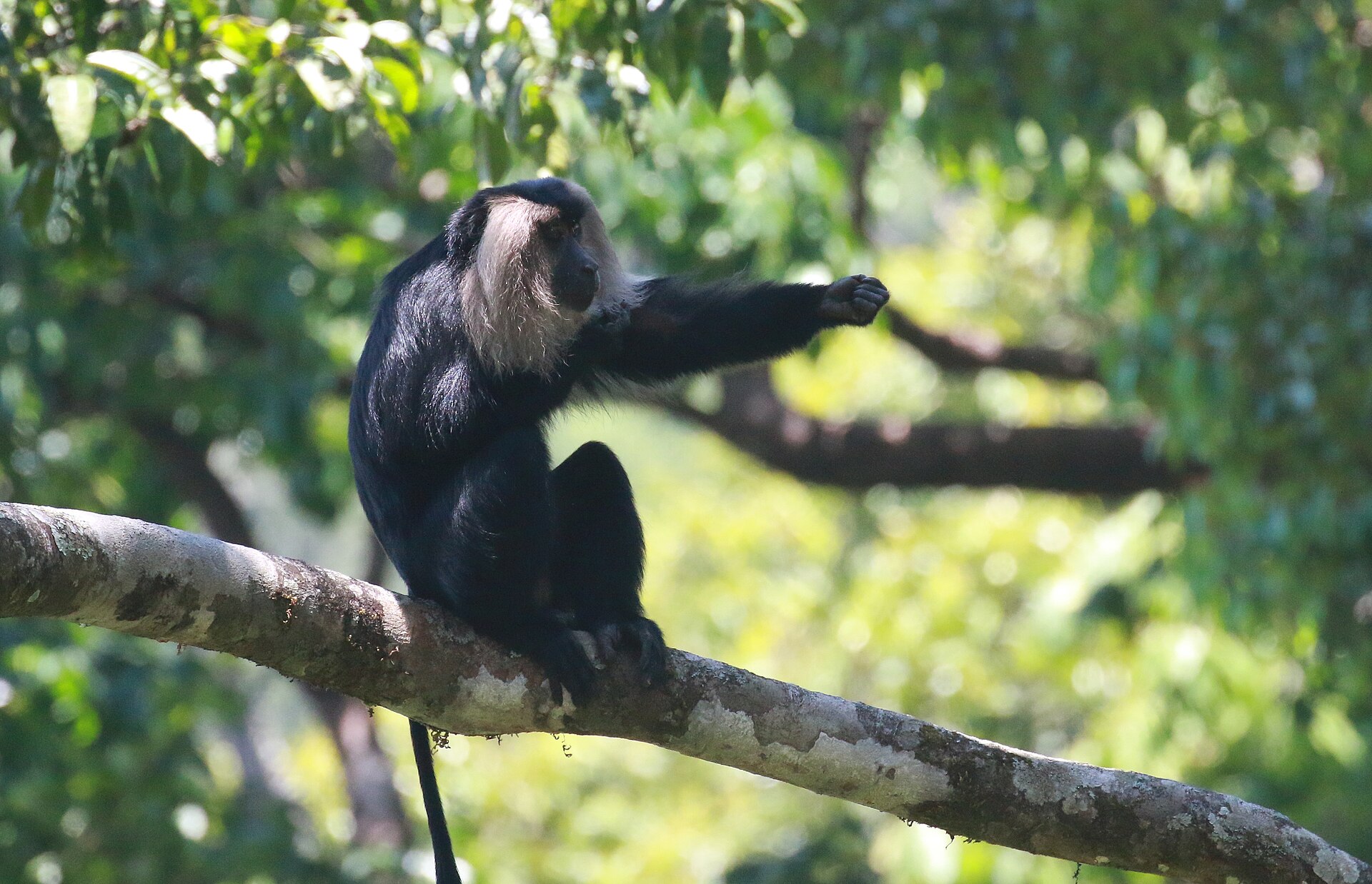 Lion-tailed macaque with its distinctive silver-grey mane