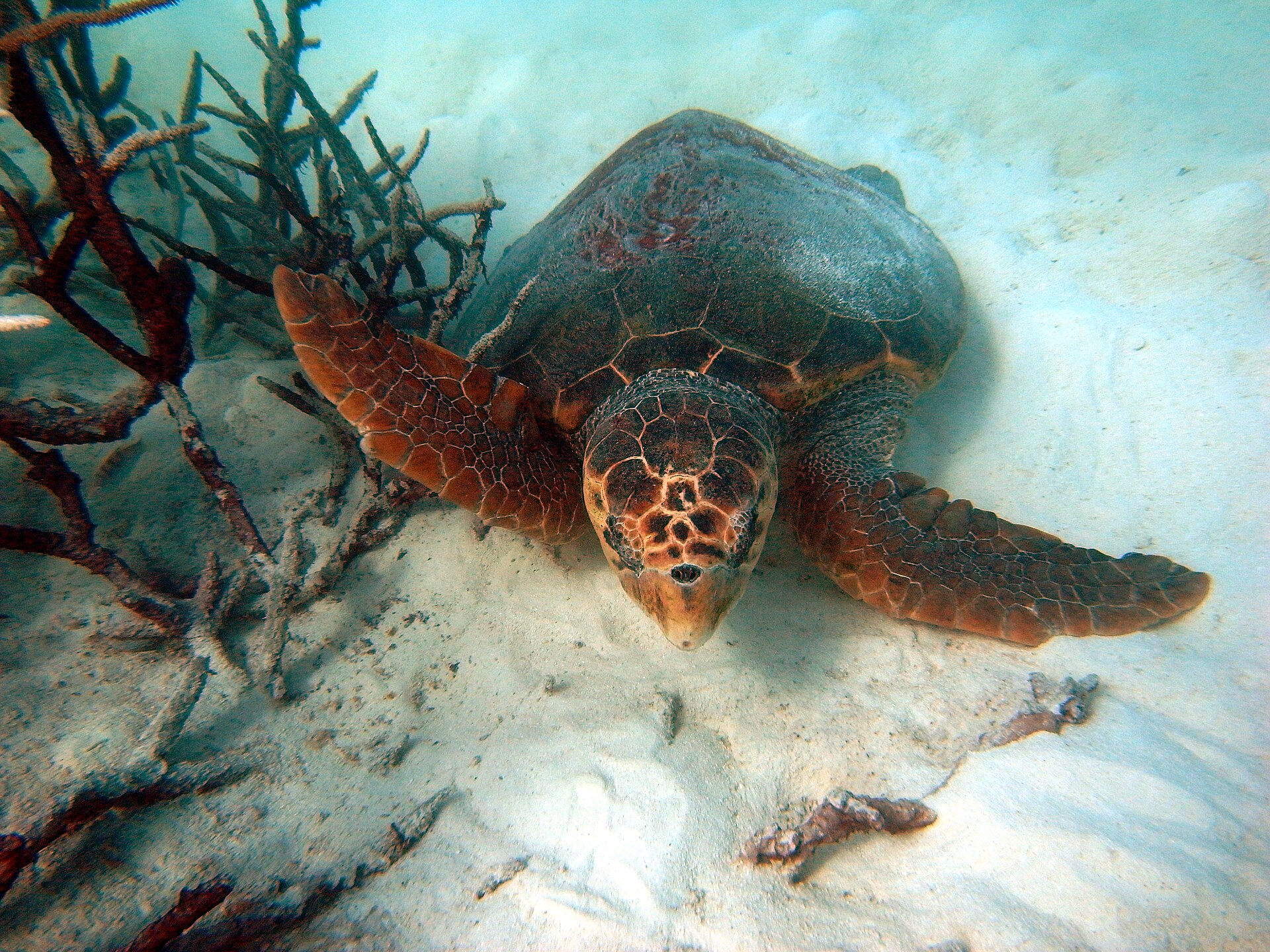 Loggerhead Sea Turtle swimming in marine waters