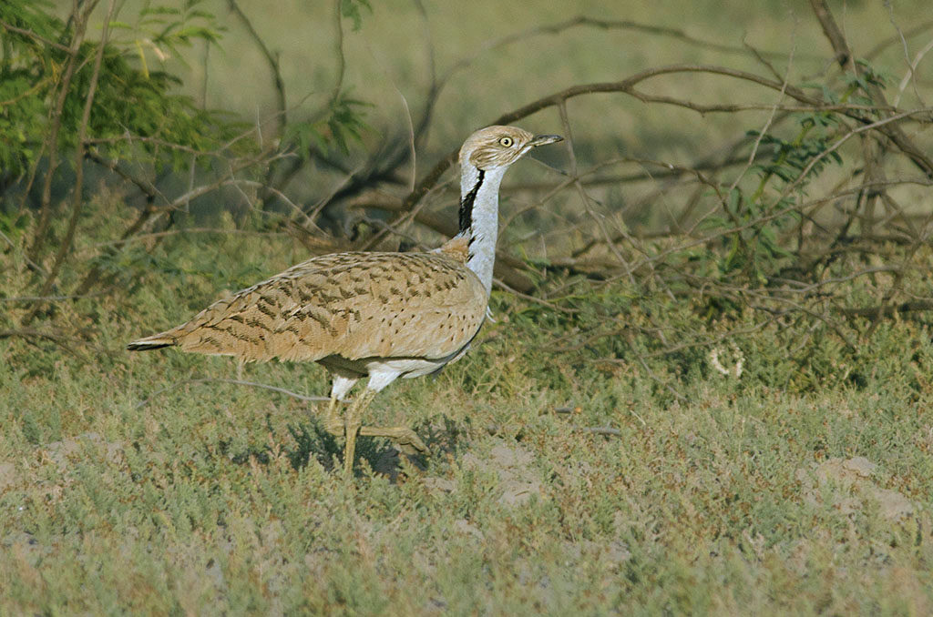 MacQueen's Bustard, Chlamydotis macqueenii, in the Greater Rann of Kutch, Gujarat