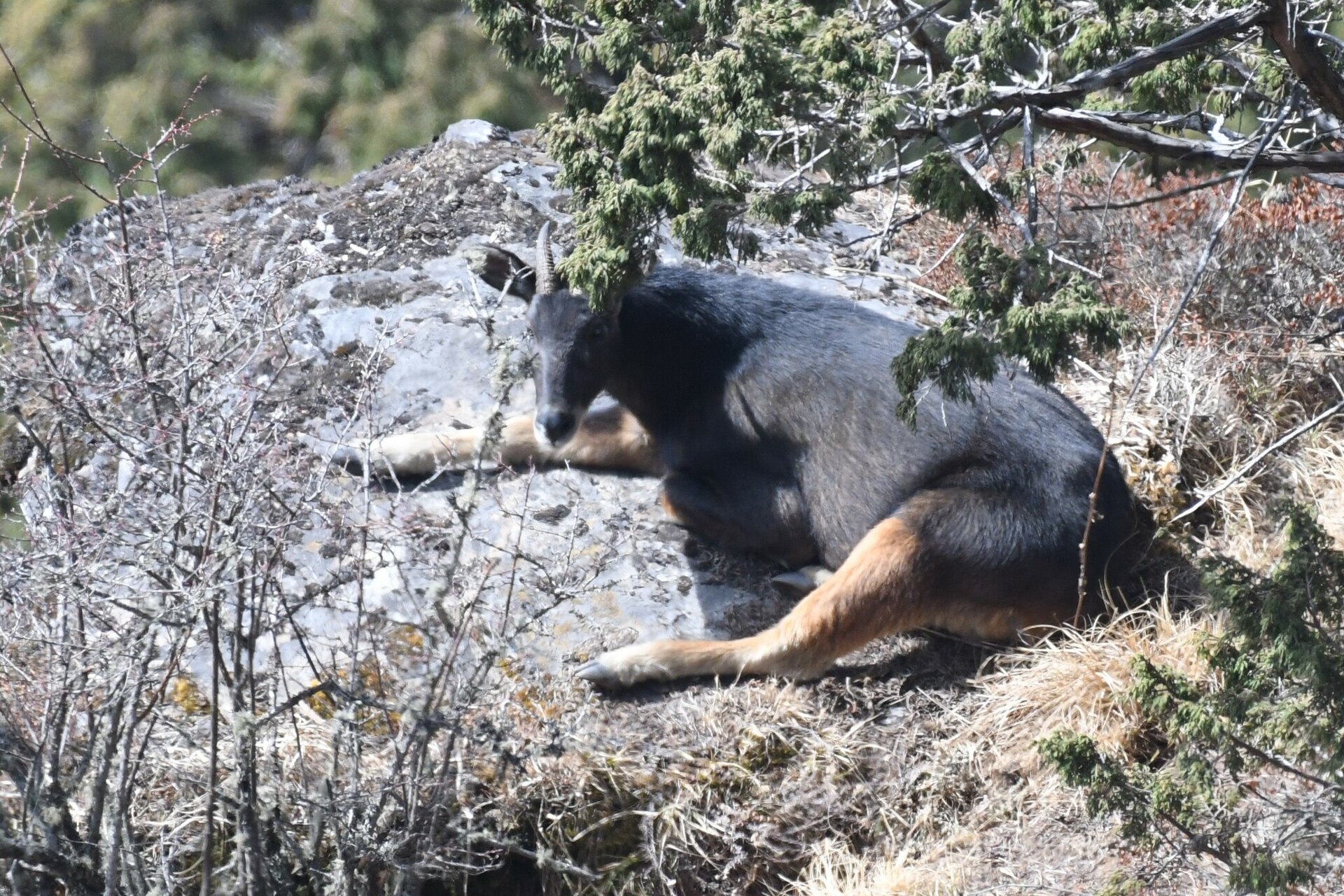 Mainland Serow, Capricornis sumatraensis
