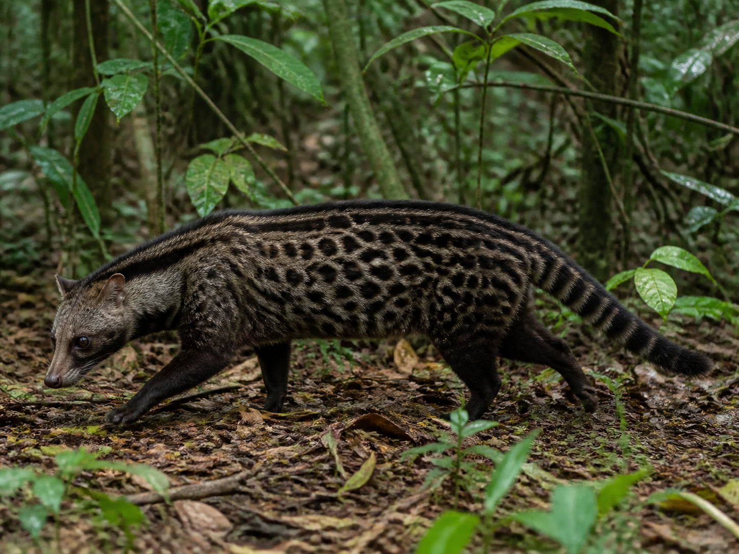 AI reconstruction of Malabar Civet, Viverra civettina