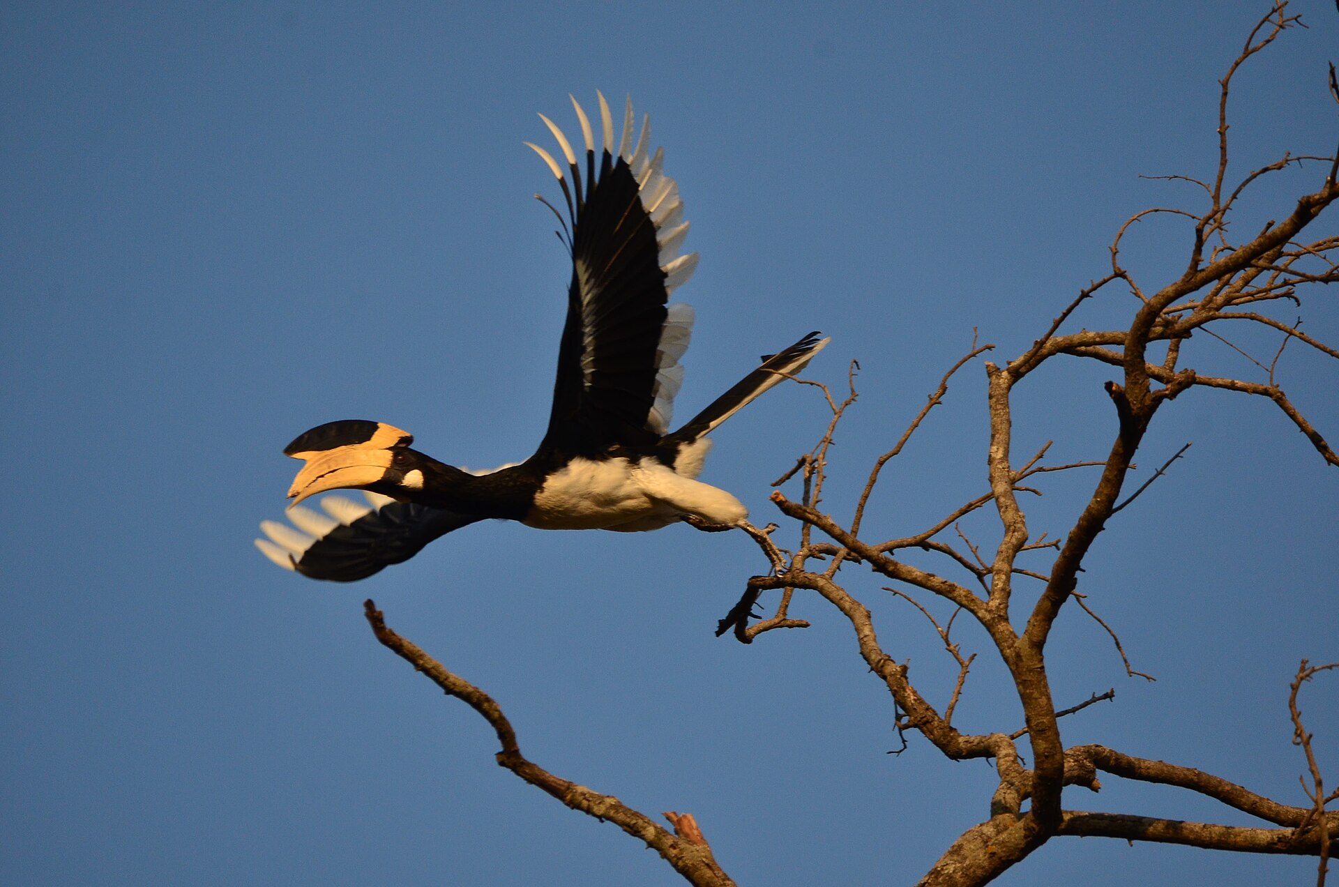 Malabar Pied Hornbill, Anthracoceros coronatus