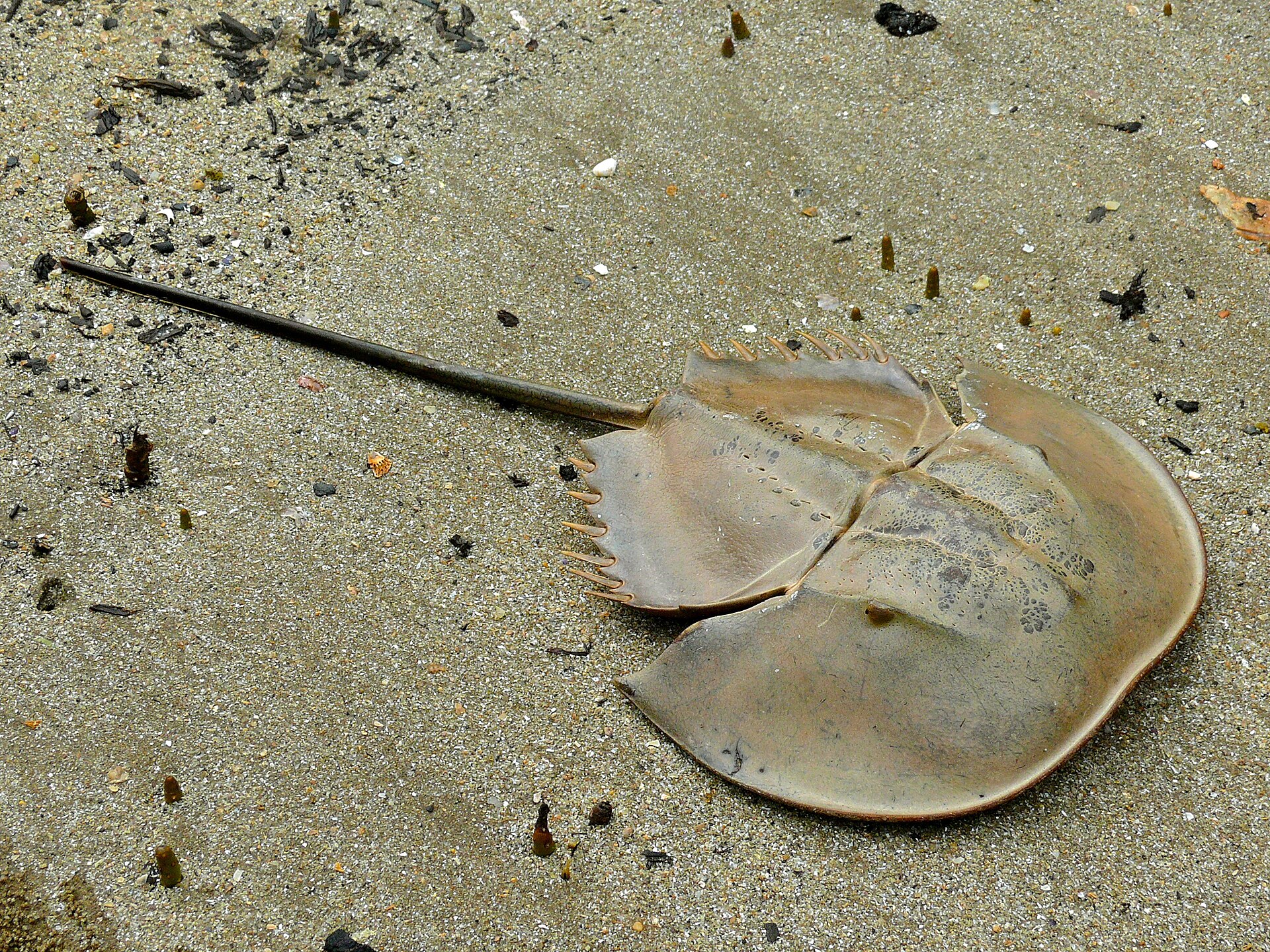 Mangrove Horseshoe Crab, Carcinoscorpius rotundicauda