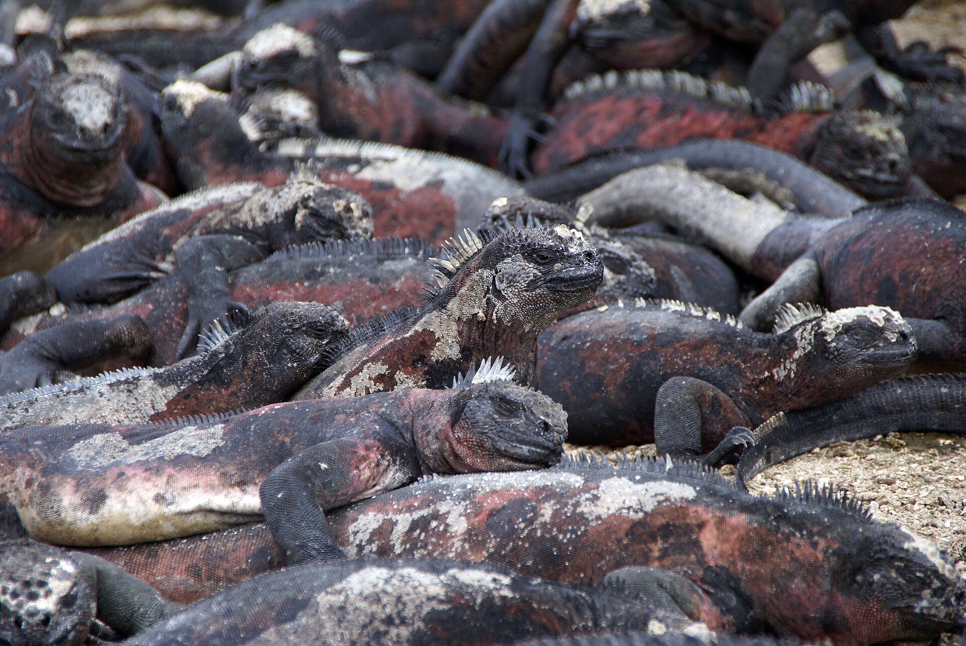 Marine Iguanas, Amblyrhynchus cristatus, on Española Island in the Galápagos