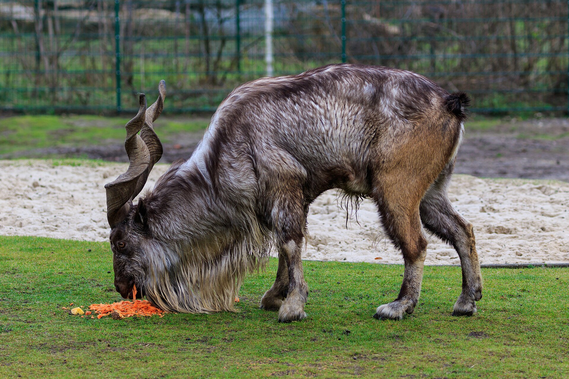 Adult male Markhor with corkscrew horns