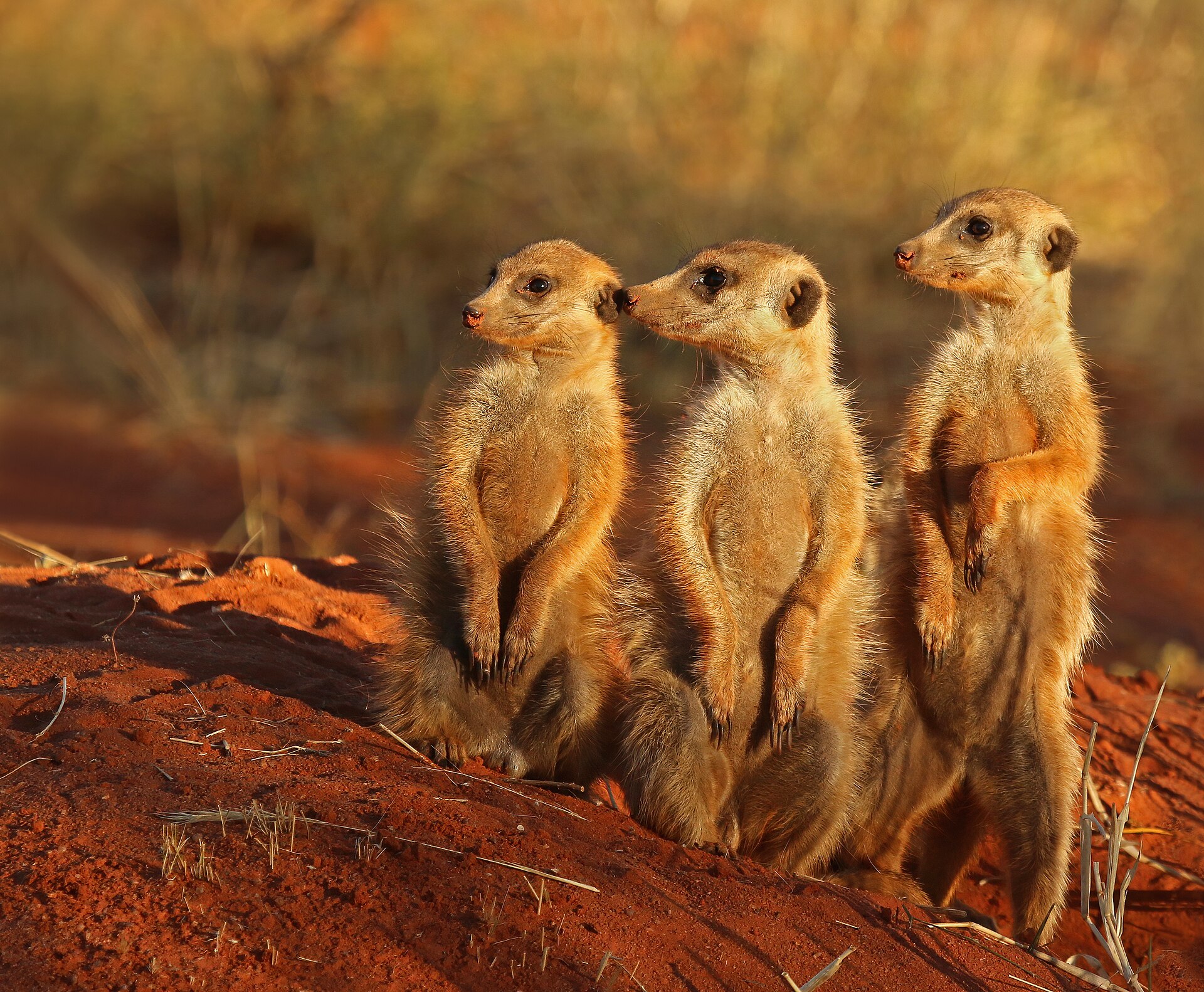 Meerkat, Suricata suricatta, standing upright in a dry southern African landscape