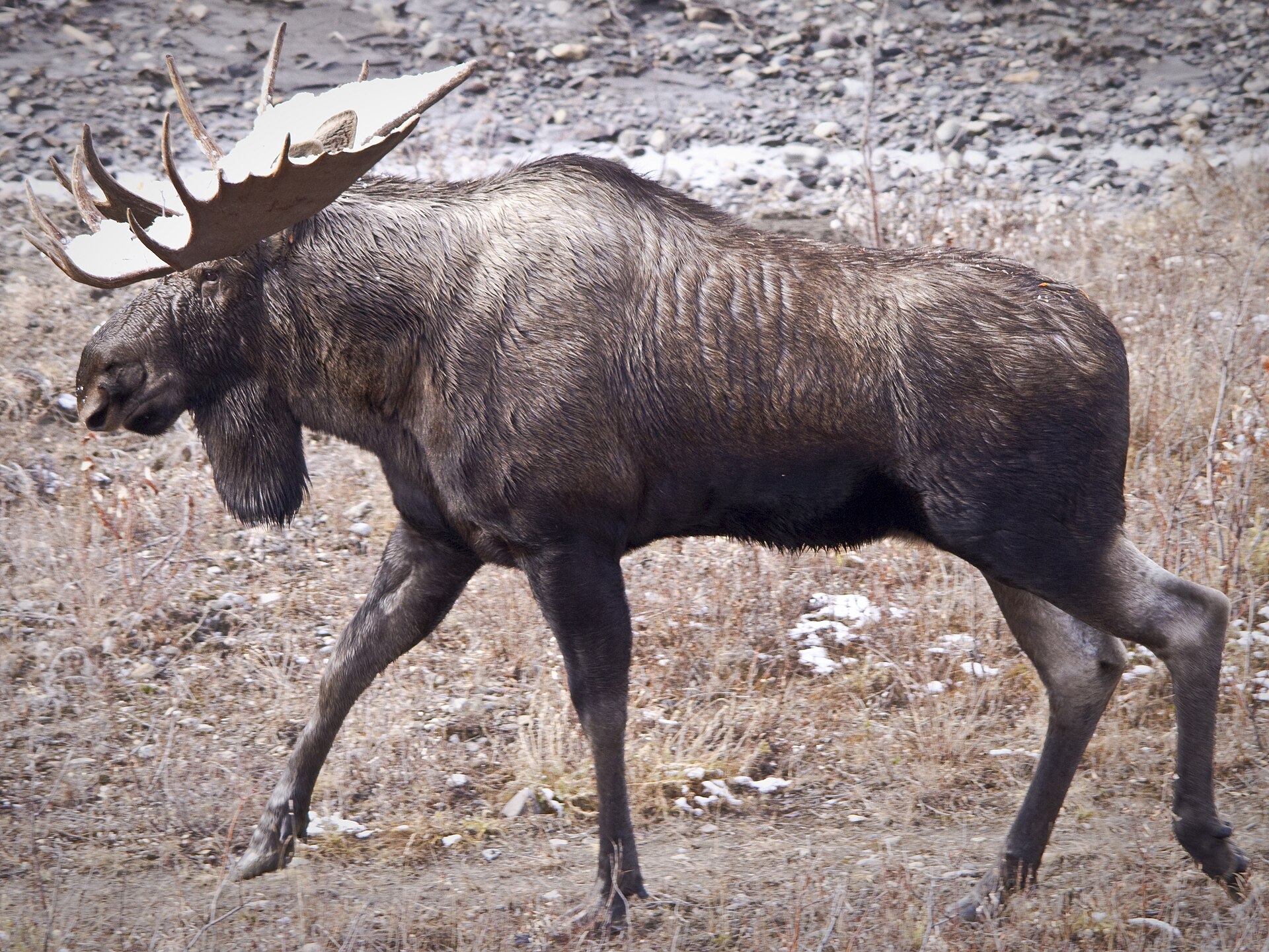 Adult male Moose, Alces alces, showing large palmate antlers