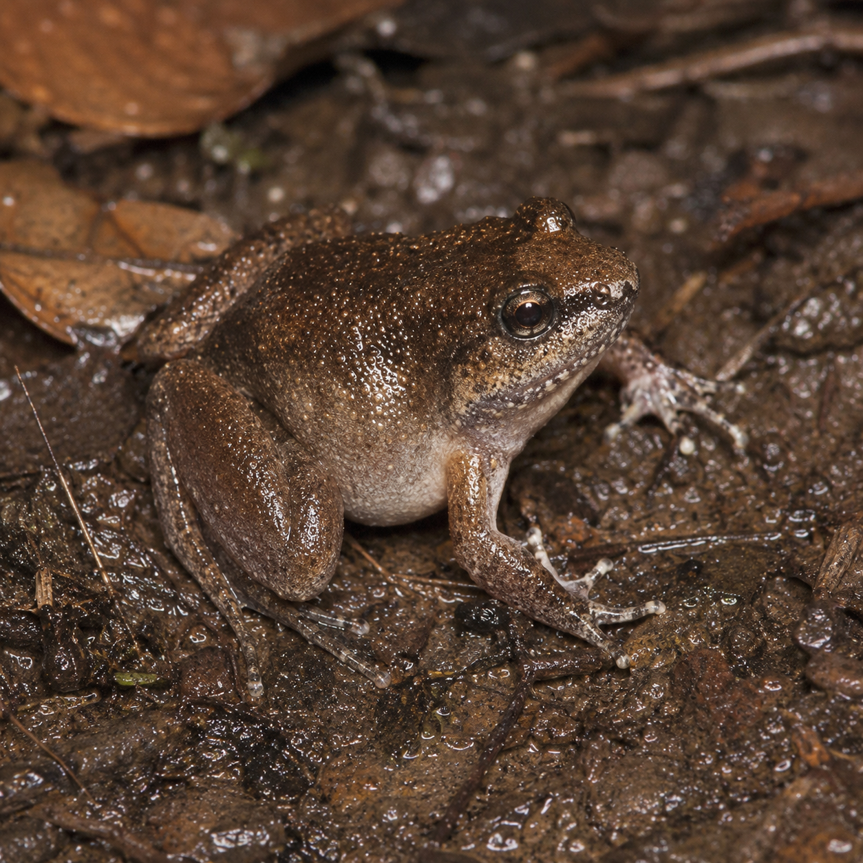 AI-generated reconstruction of a Motijheel Fanged Frog in moist forest-floor habitat