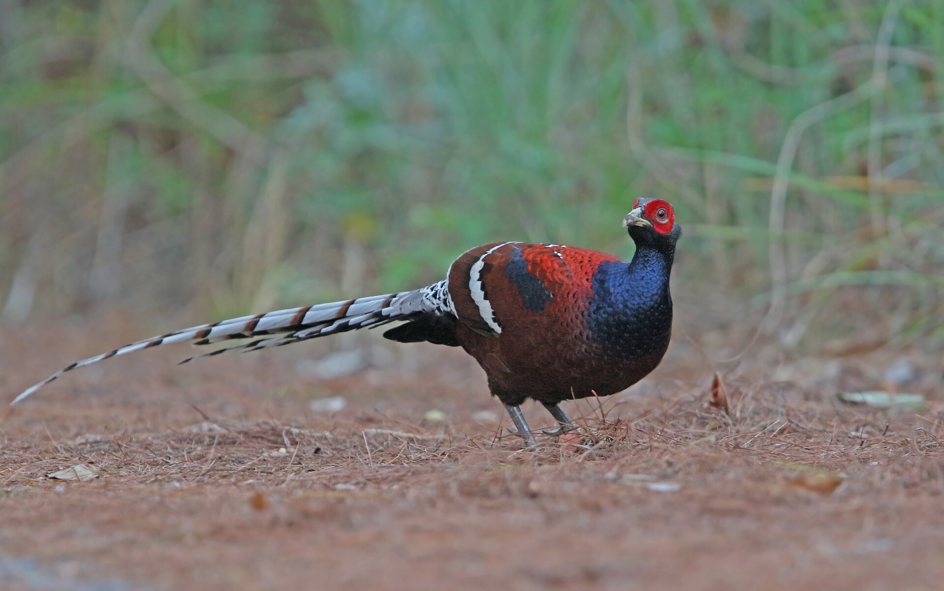 Mrs Hume's Pheasant, Syrmaticus humiae