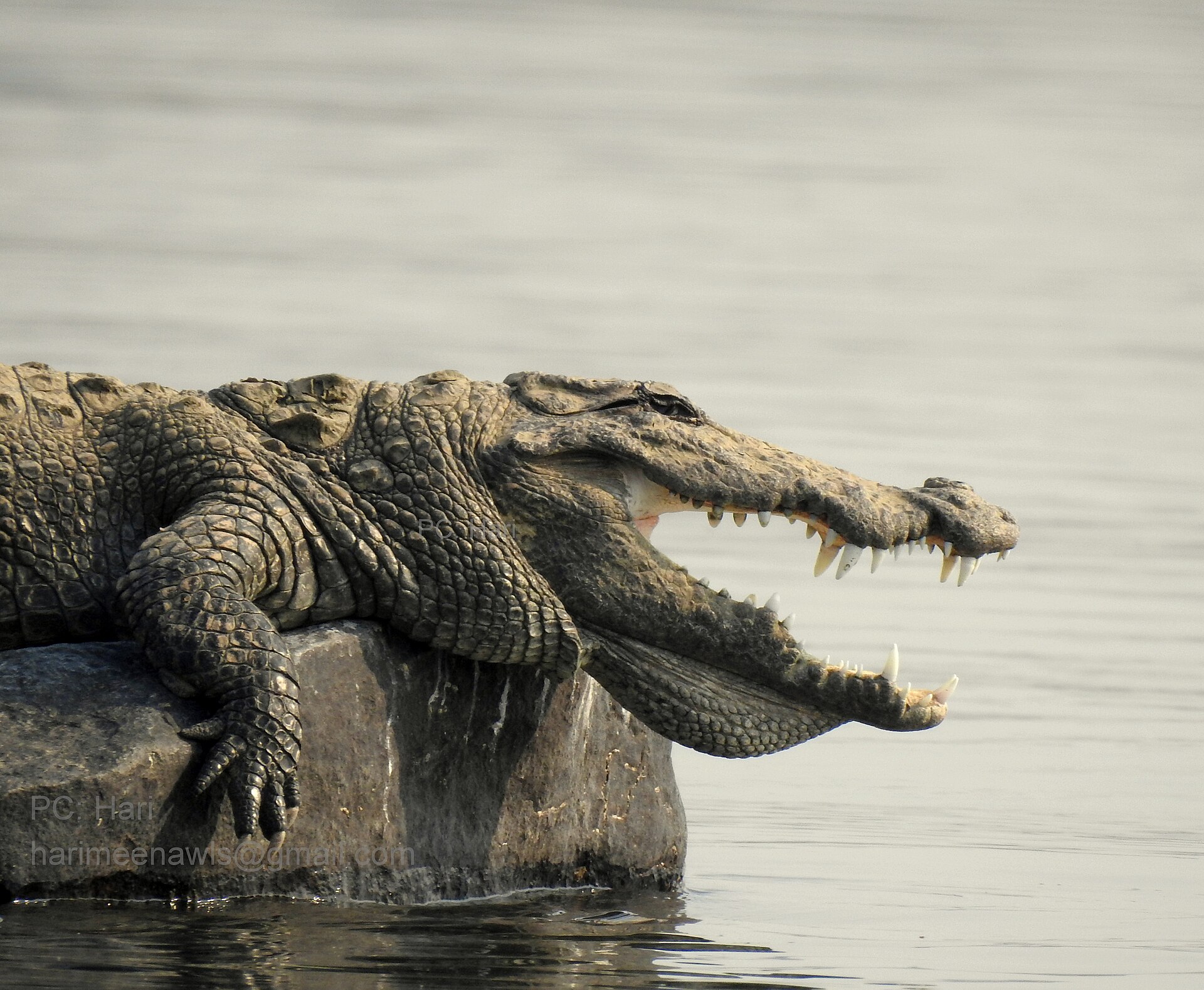 Mugger Crocodile in National Chambal Sanctuary