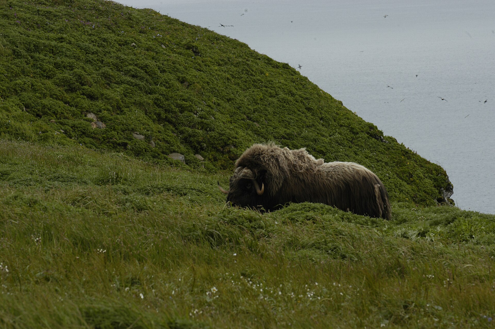 Muskox grazing in open Arctic tundra habitat