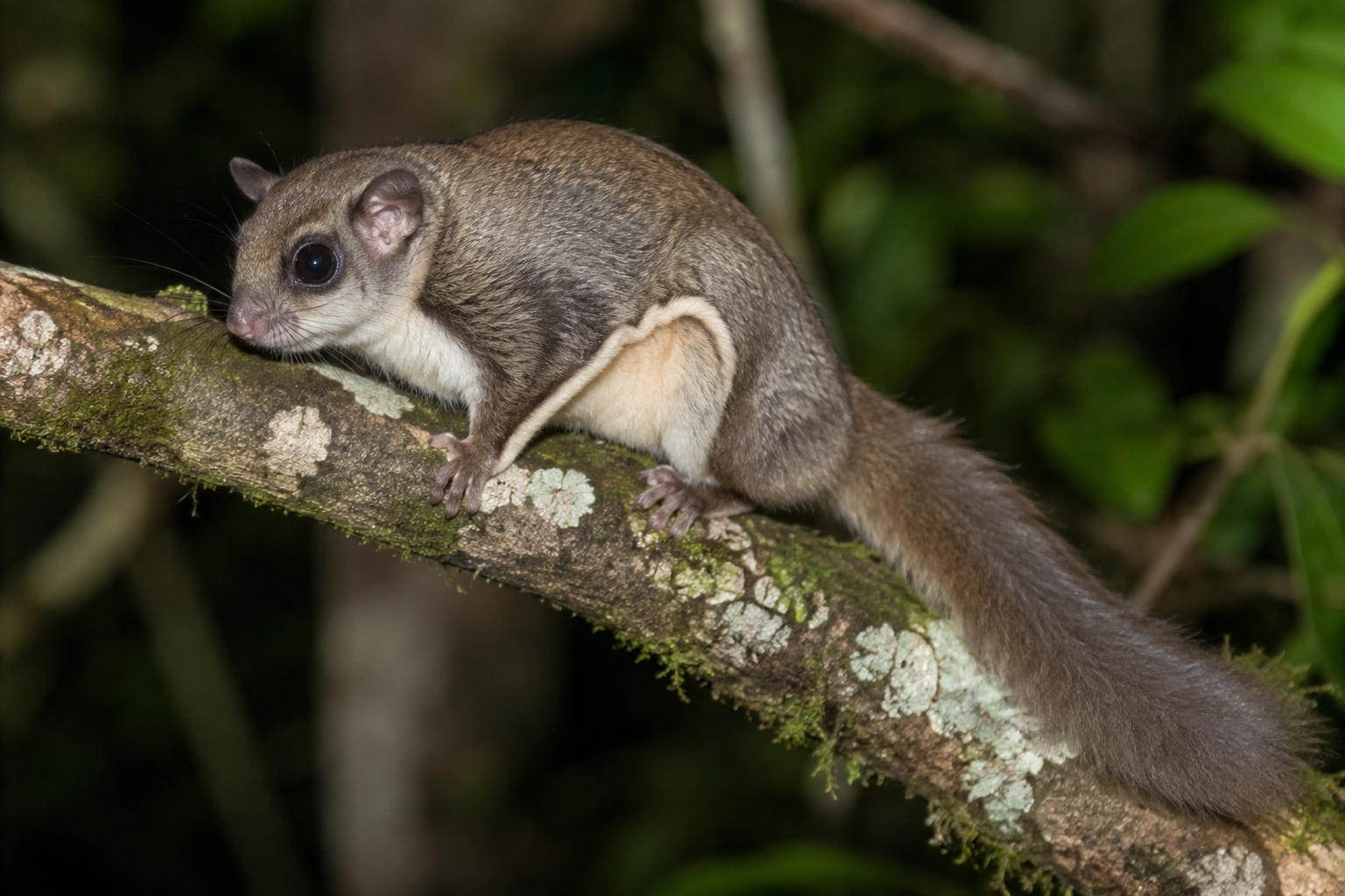 AI reconstruction of Namdapha Flying Squirrel, Biswamoyopterus biswasi