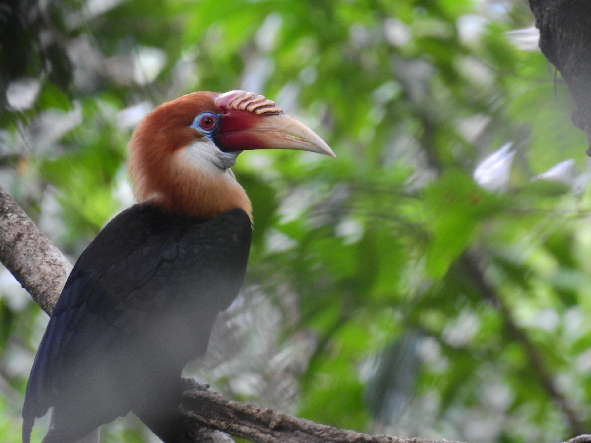 Narcondam Hornbill on Narcondam Island in the Andaman Sea