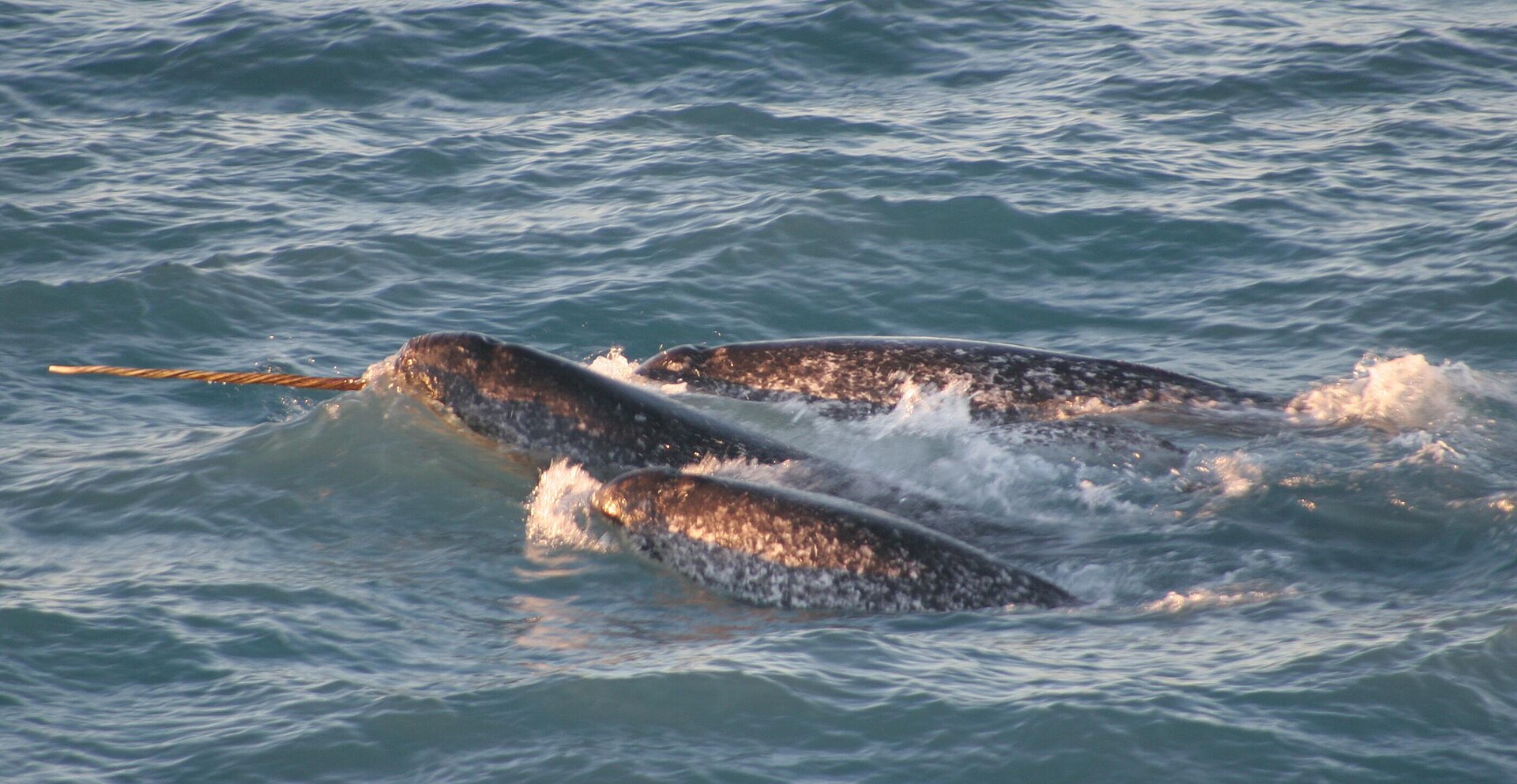 Pod of Narwhals swimming in Arctic waters with a male tusk visible