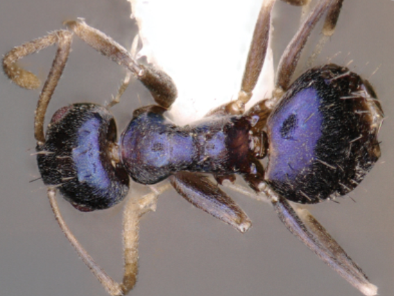 Neela Ant, Paraparatrechina neela