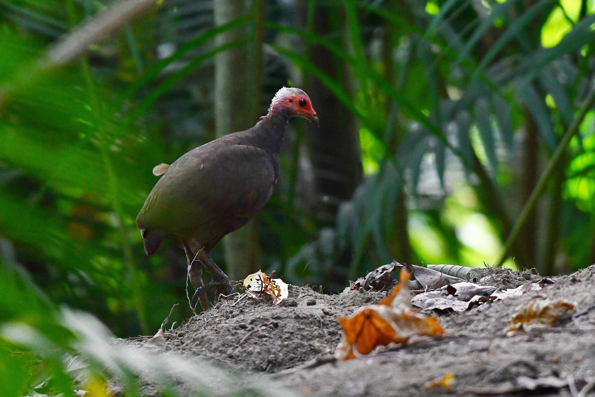 Nicobar Megapode, Megapodius nicobariensis, on Great Nicobar Island