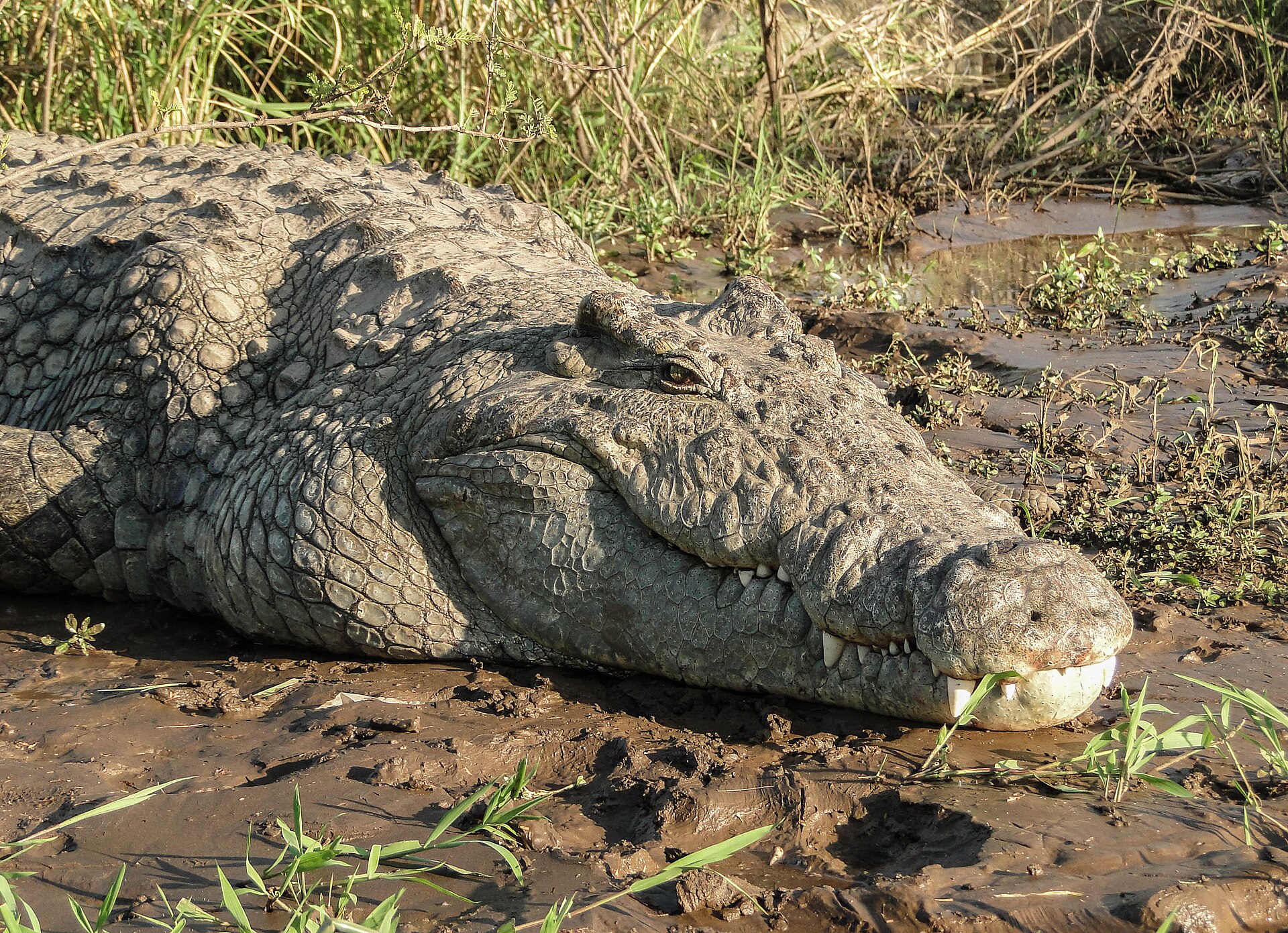 Nile Crocodile, Crocodylus niloticus, beside freshwater habitat