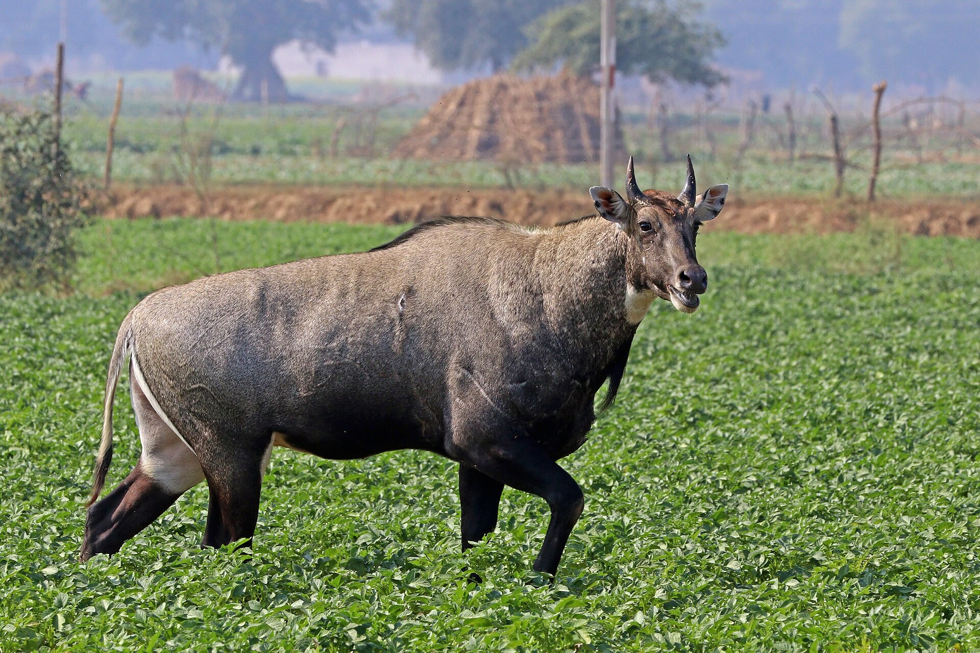 Adult male Nilgai or Blue Bull