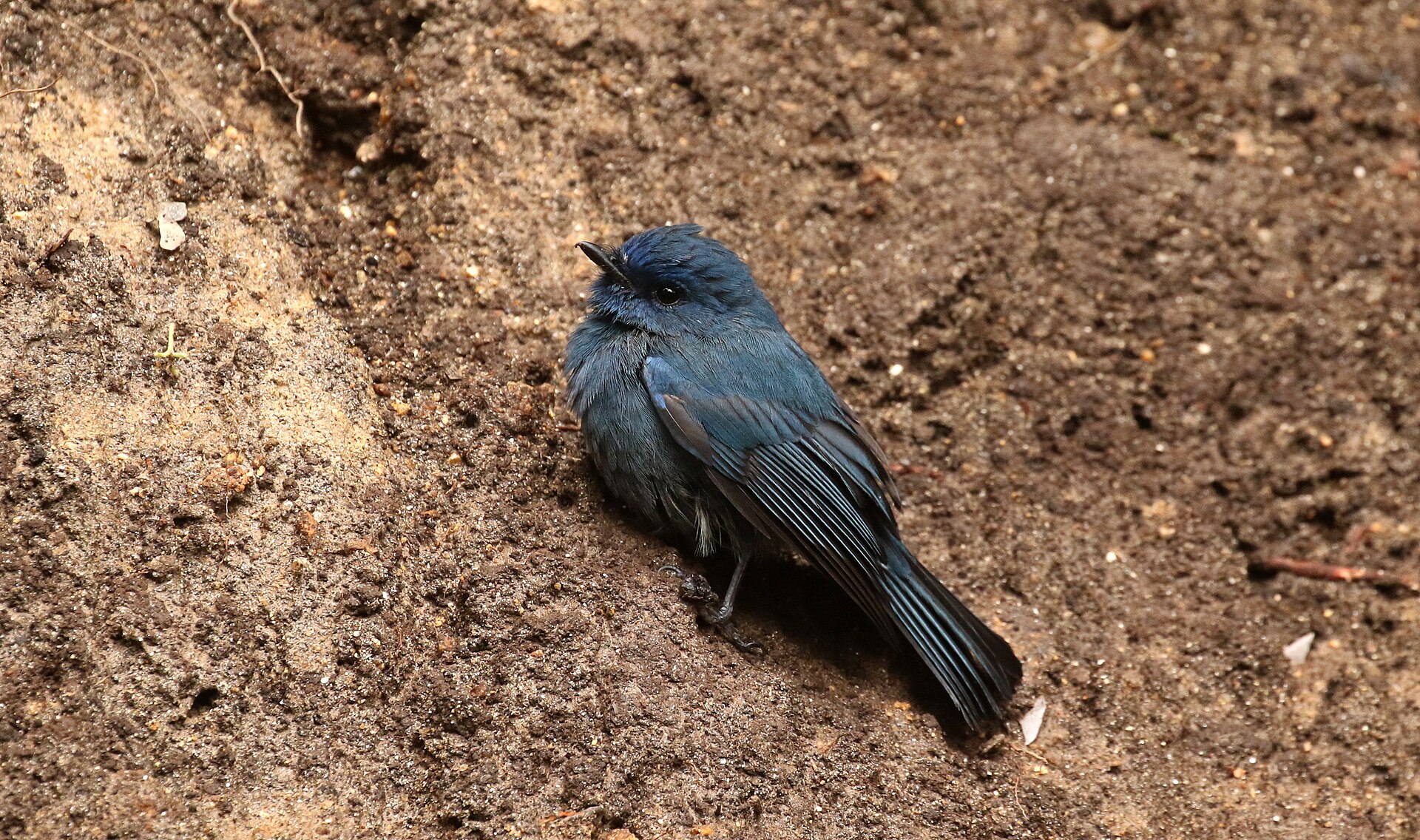Nilgiri Flycatcher perched in montane forest of the Western Ghats
