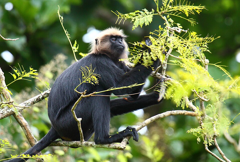Nilgiri Langur, Semnopithecus johnii