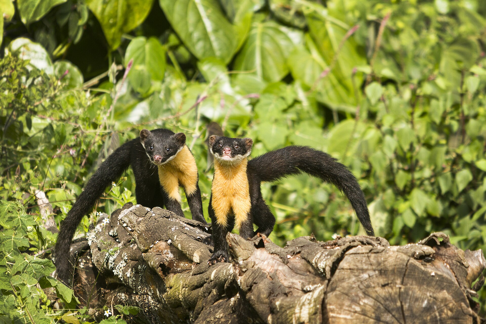Nilgiri Marten, Martes gwatkinsii
