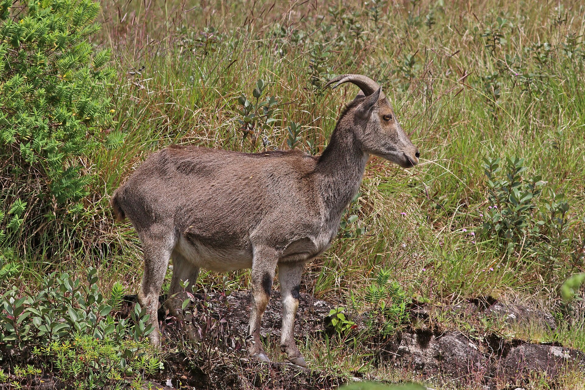 Female Nilgiri Tahr on a steep mountain slope