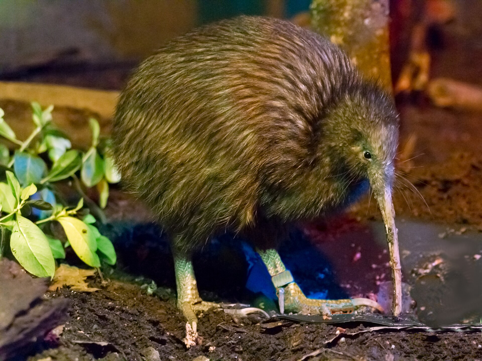 North Island Brown Kiwi, Apteryx mantelli
