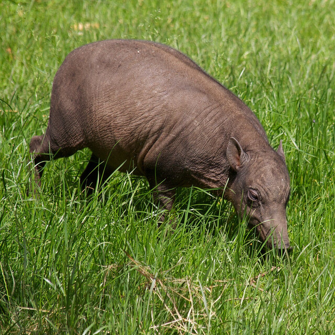 North Sulawesi Babirusa, Babyrousa celebensis, showing the characteristic upward-curving tusks