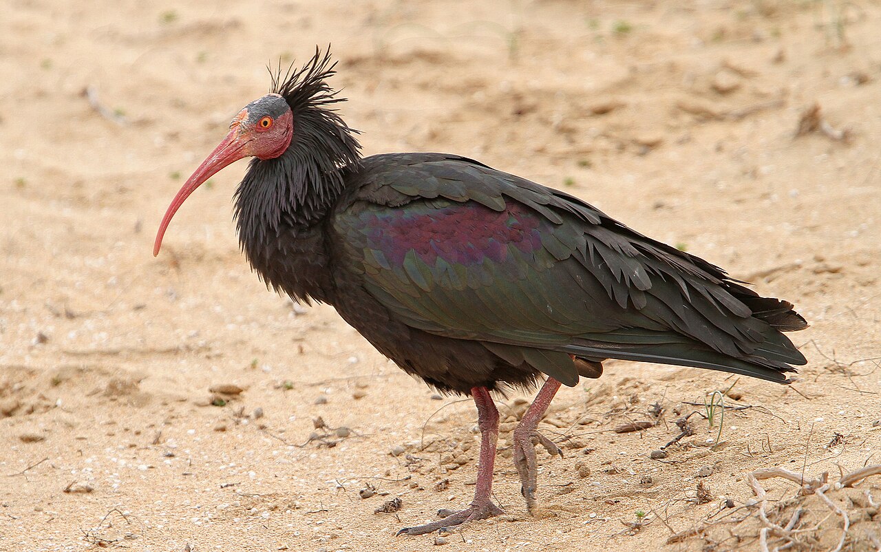 Northern Bald Ibis, Geronticus eremita