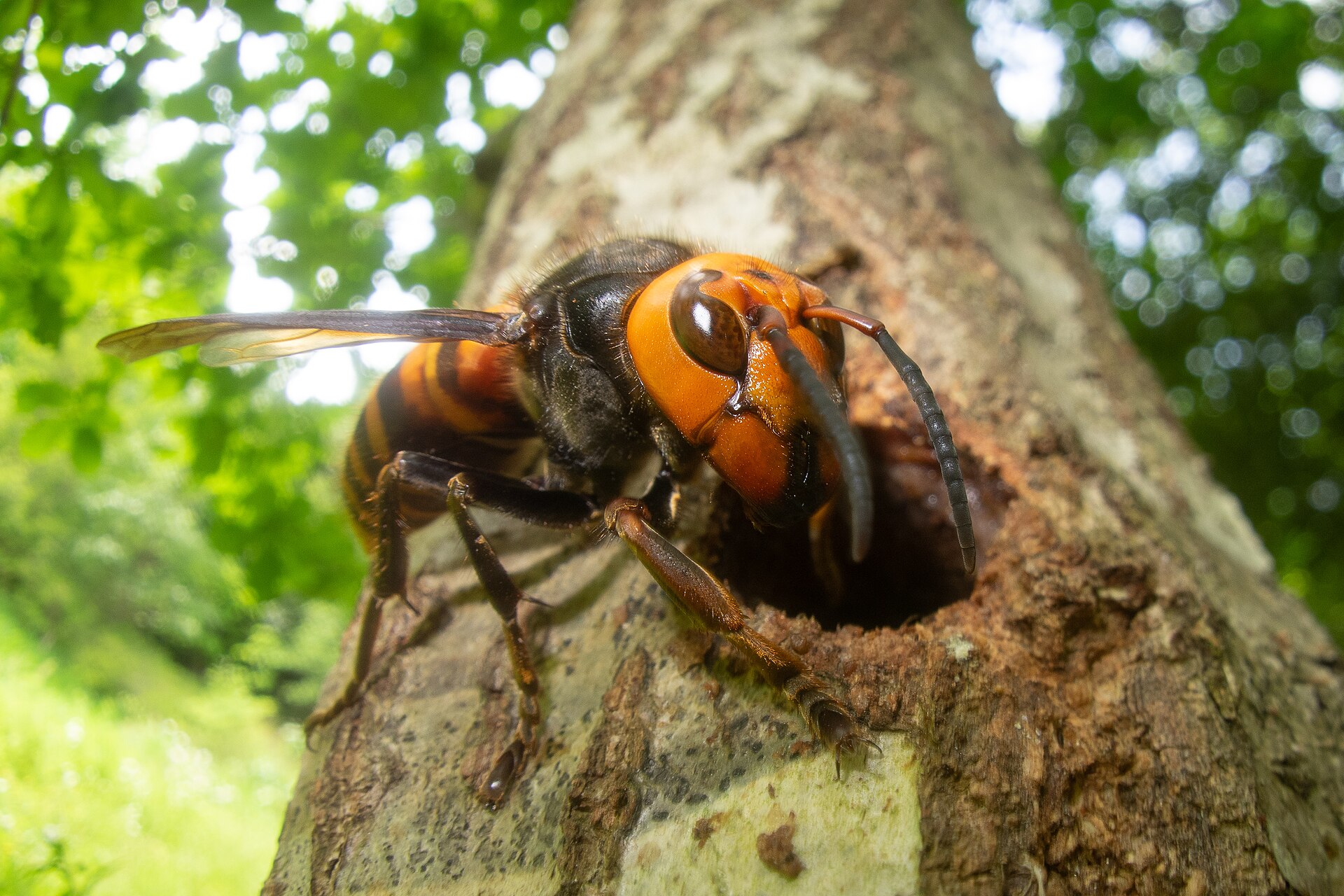 Northern Giant Hornet showing its large orange head and banded abdomen