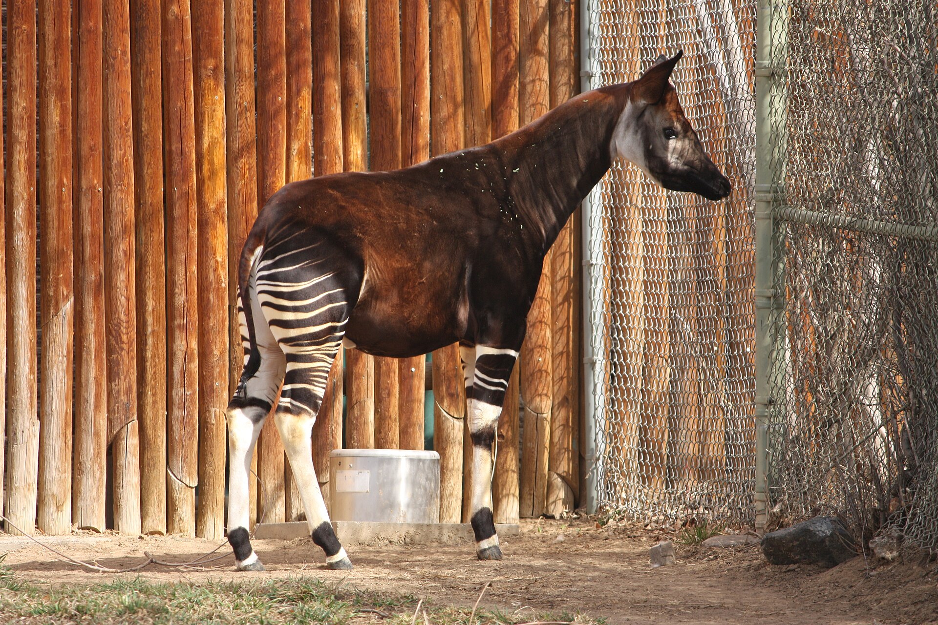 Okapi showing reddish-brown body and zebra-like striped legs