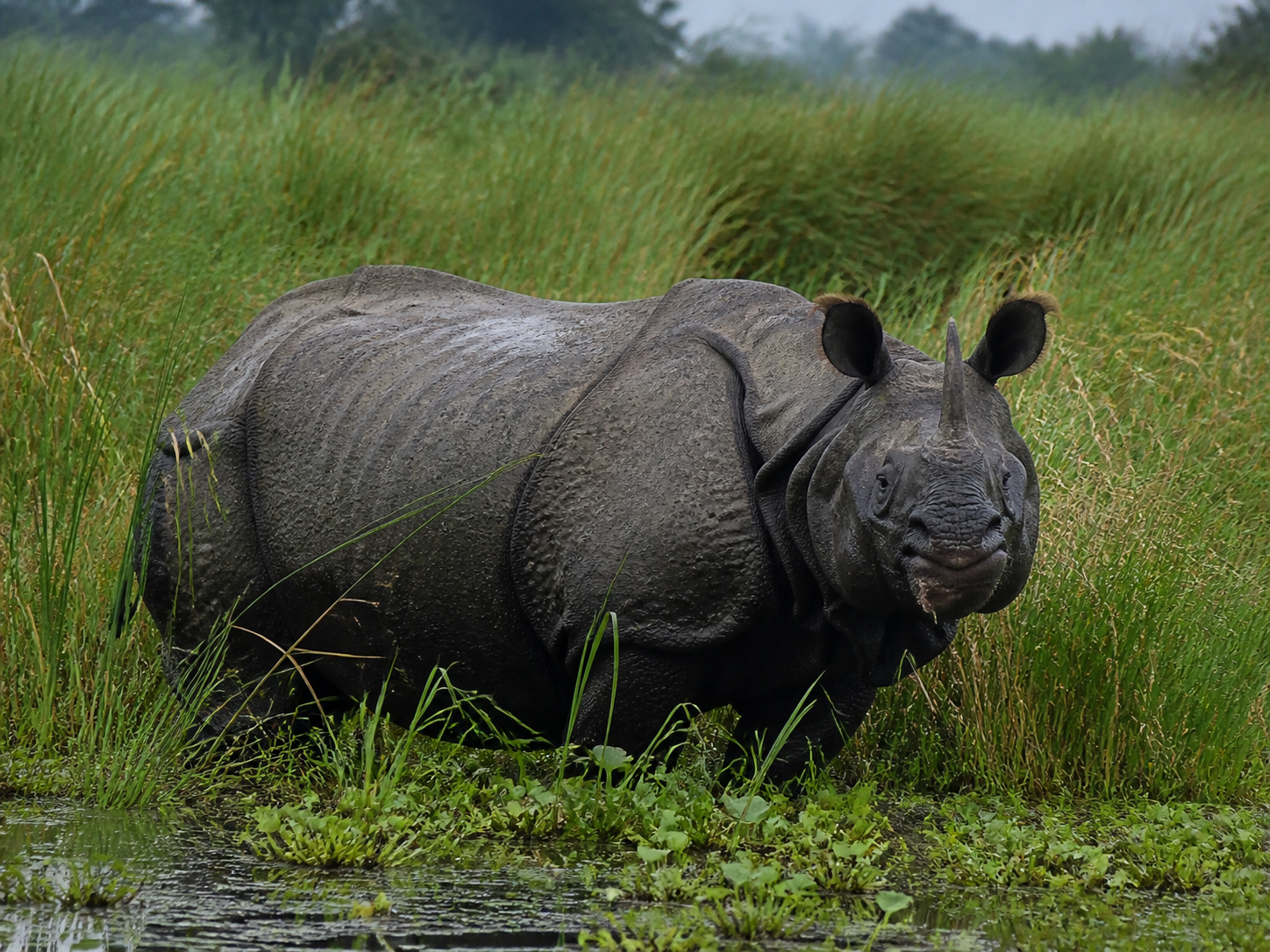 Greater One-horned Rhinoceros in floodplain grassland
