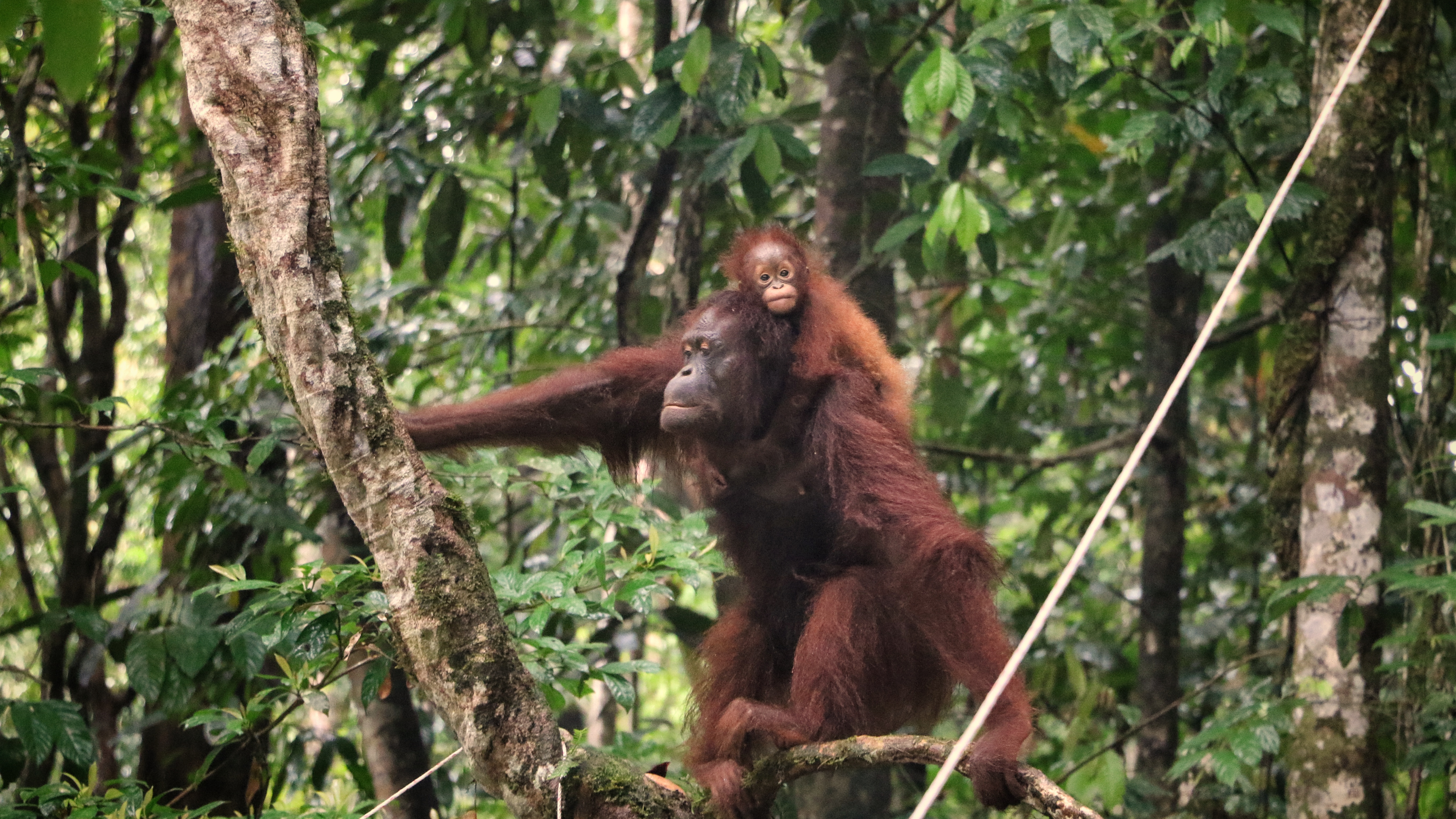 Bornean Orangutan in forest habitat